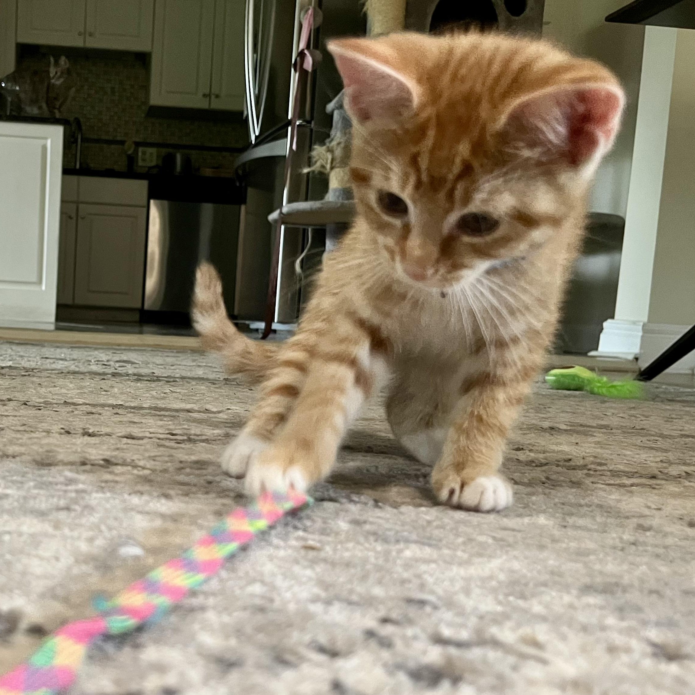 Reid, a ADOPTABLE Domestic Short Hair in Memphis, TN image 3/6