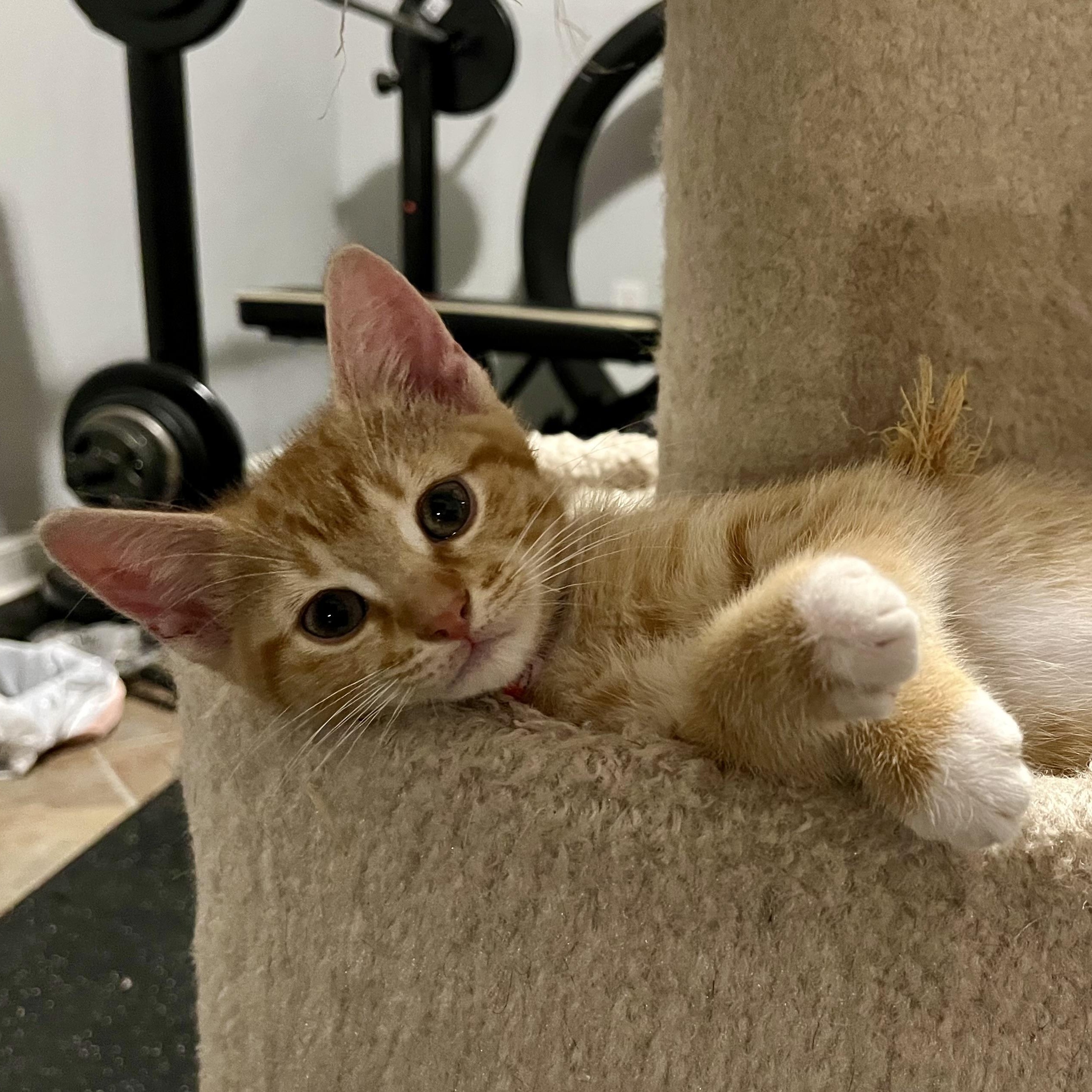 Reid, a ADOPTABLE Domestic Short Hair in Memphis, TN image 5/6