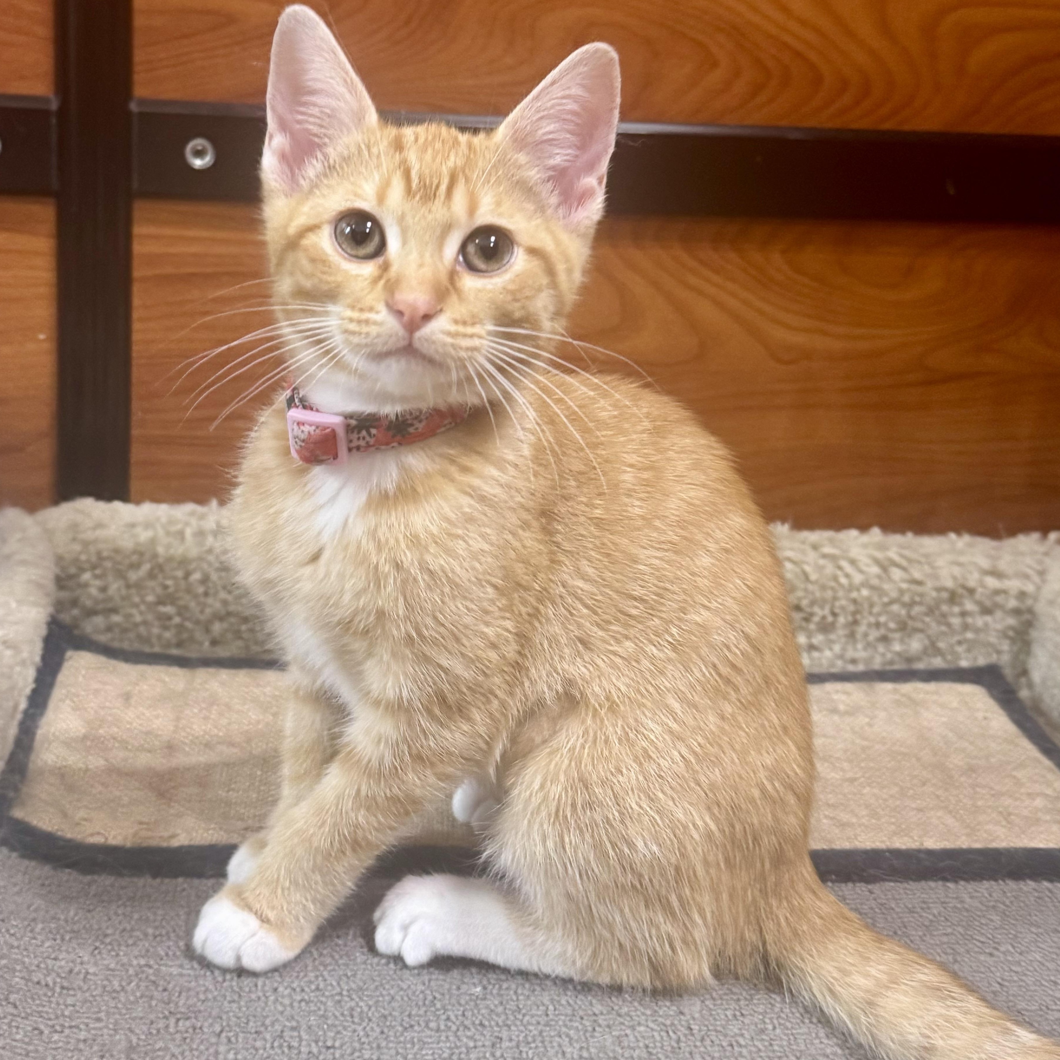 Reid, ADOPTABLE, Kitten Male Domestic Short Hair.