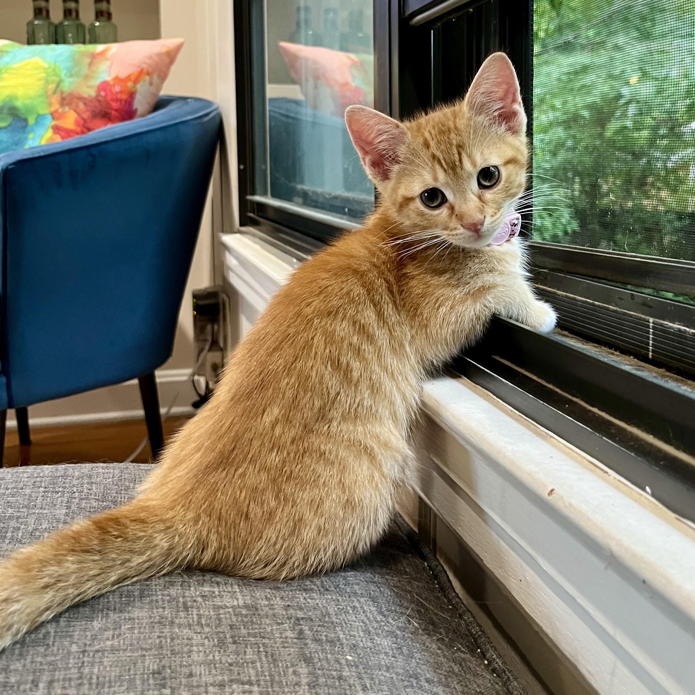 Reid, a ADOPTABLE Domestic Short Hair in Memphis, TN image 2/6
