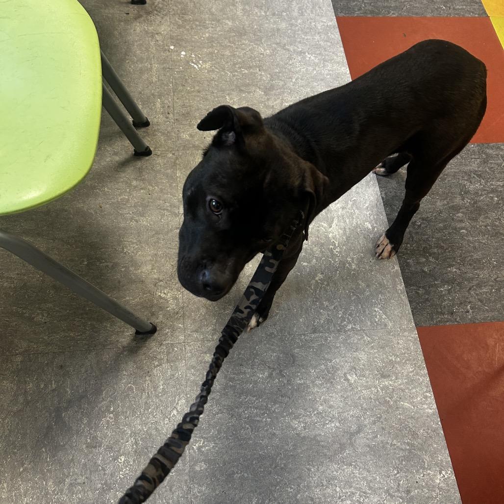 Eyella, Adoptable, Young Female Mixed Breed.