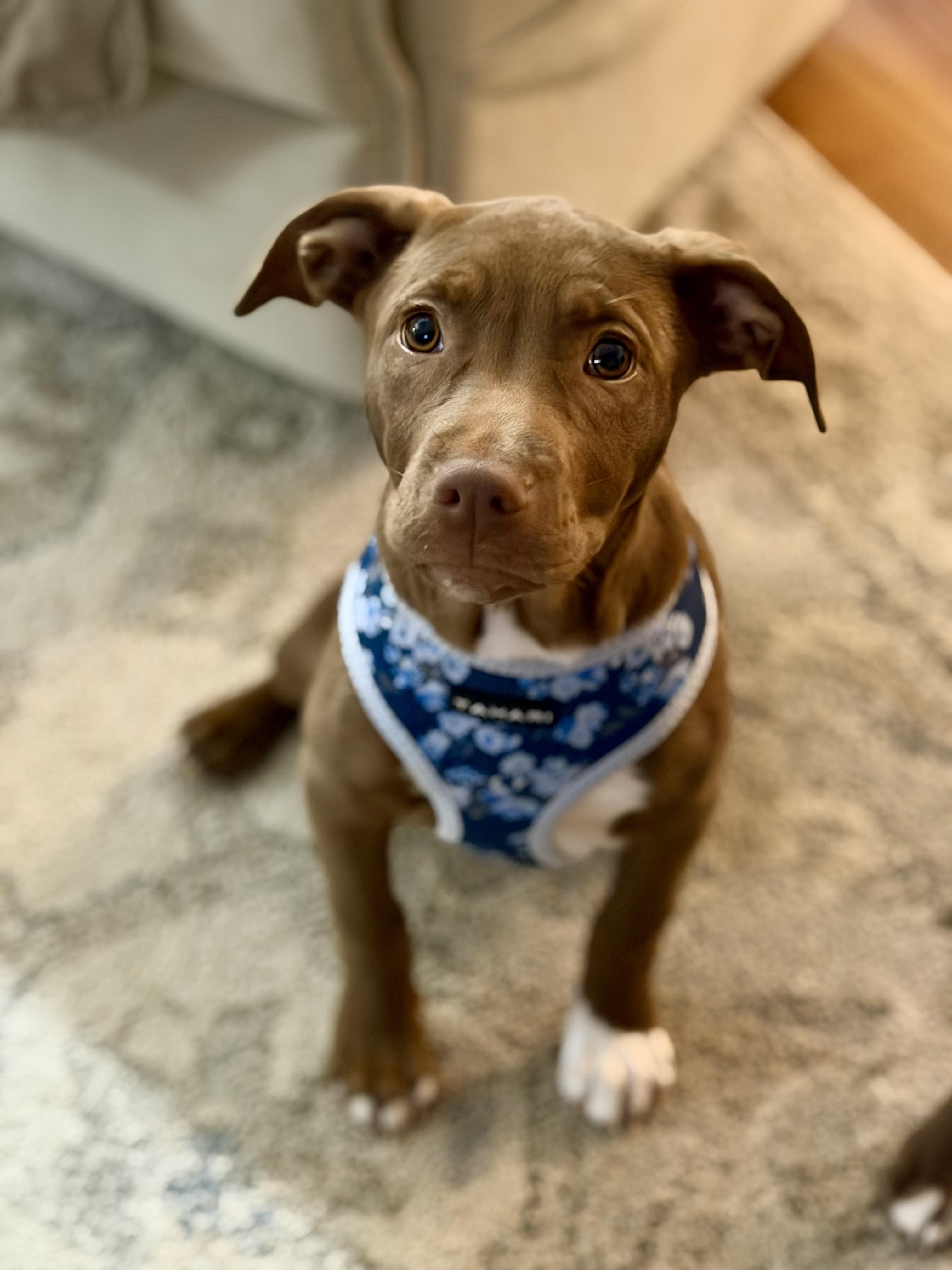Enlarge Bonnie, a ADOPTABLE mixed breed in Collingswood, NJ image 1/4