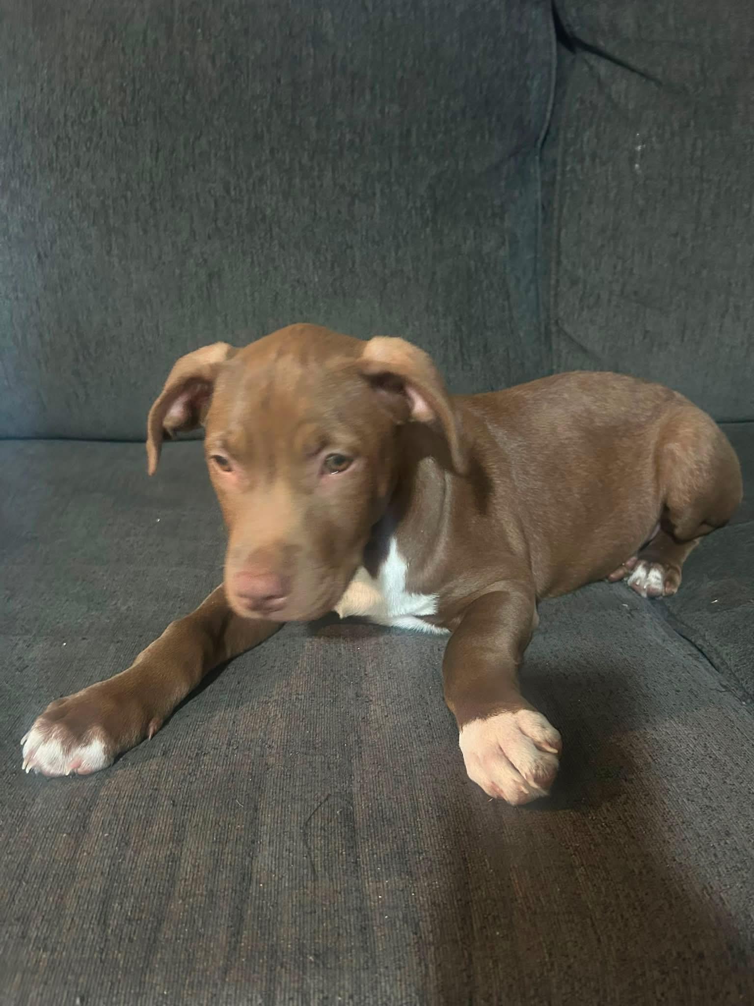Enlarge Bonnie, a ADOPTABLE mixed breed in Collingswood, NJ image 2/4