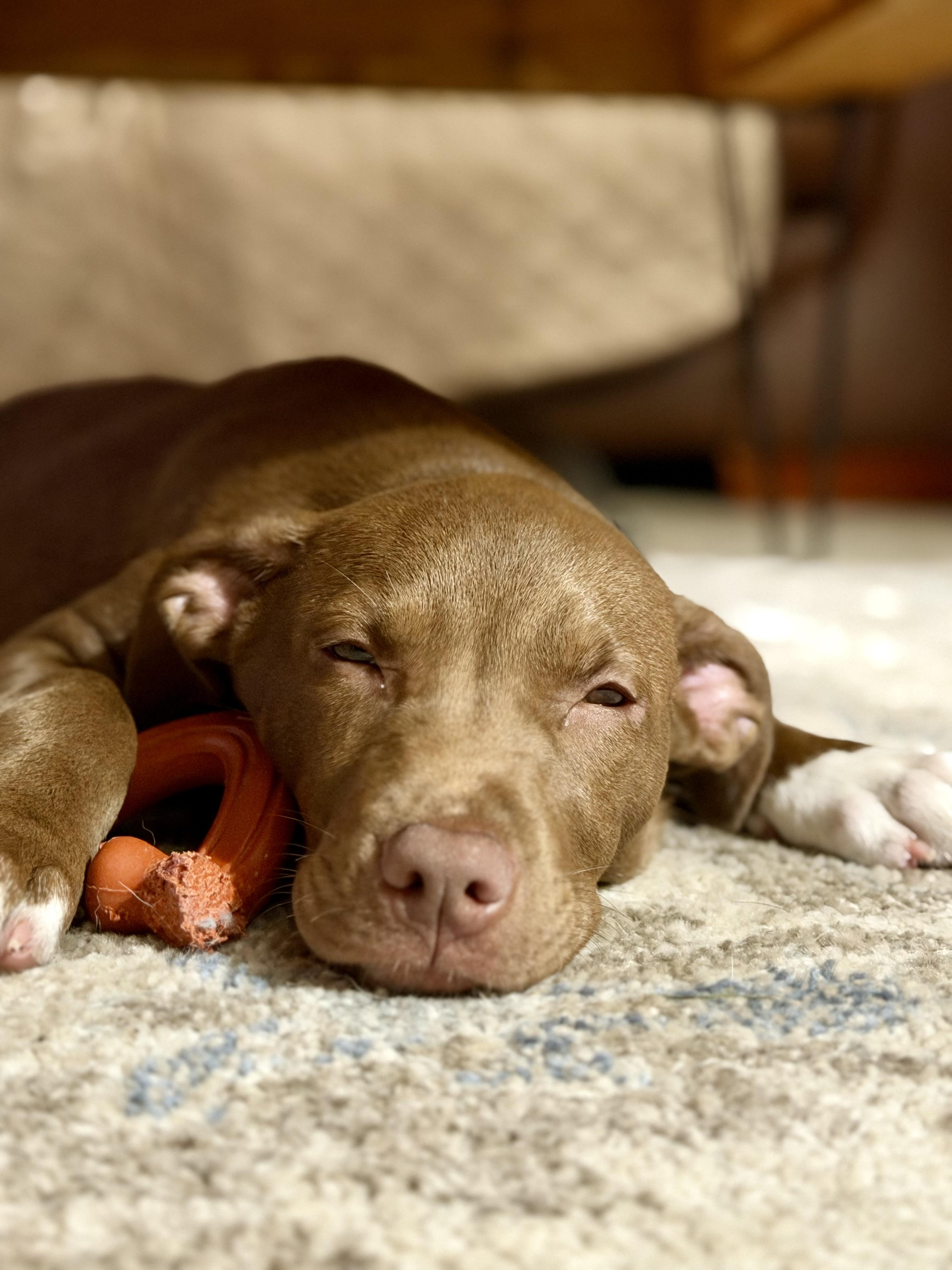 Enlarge Bonnie, a ADOPTABLE mixed breed in Collingswood, NJ image 4/4