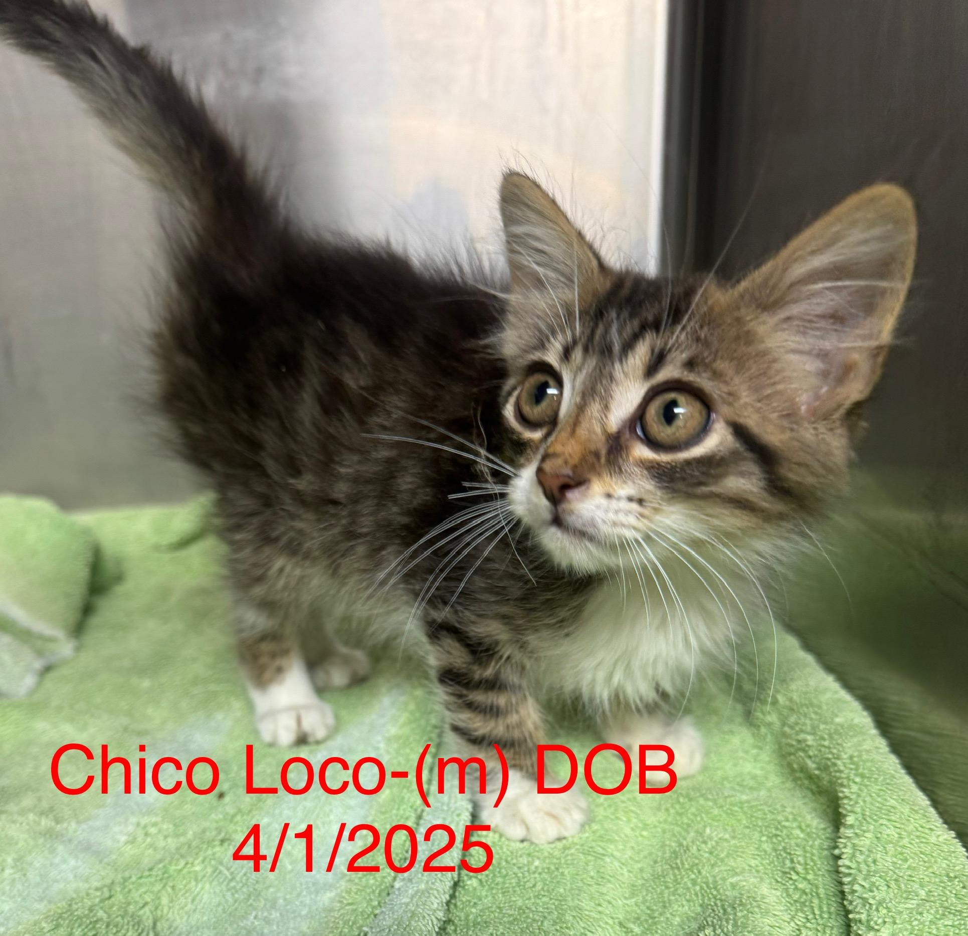 Chico Loco #18070-25, Baby Male Domestic Short Hair
