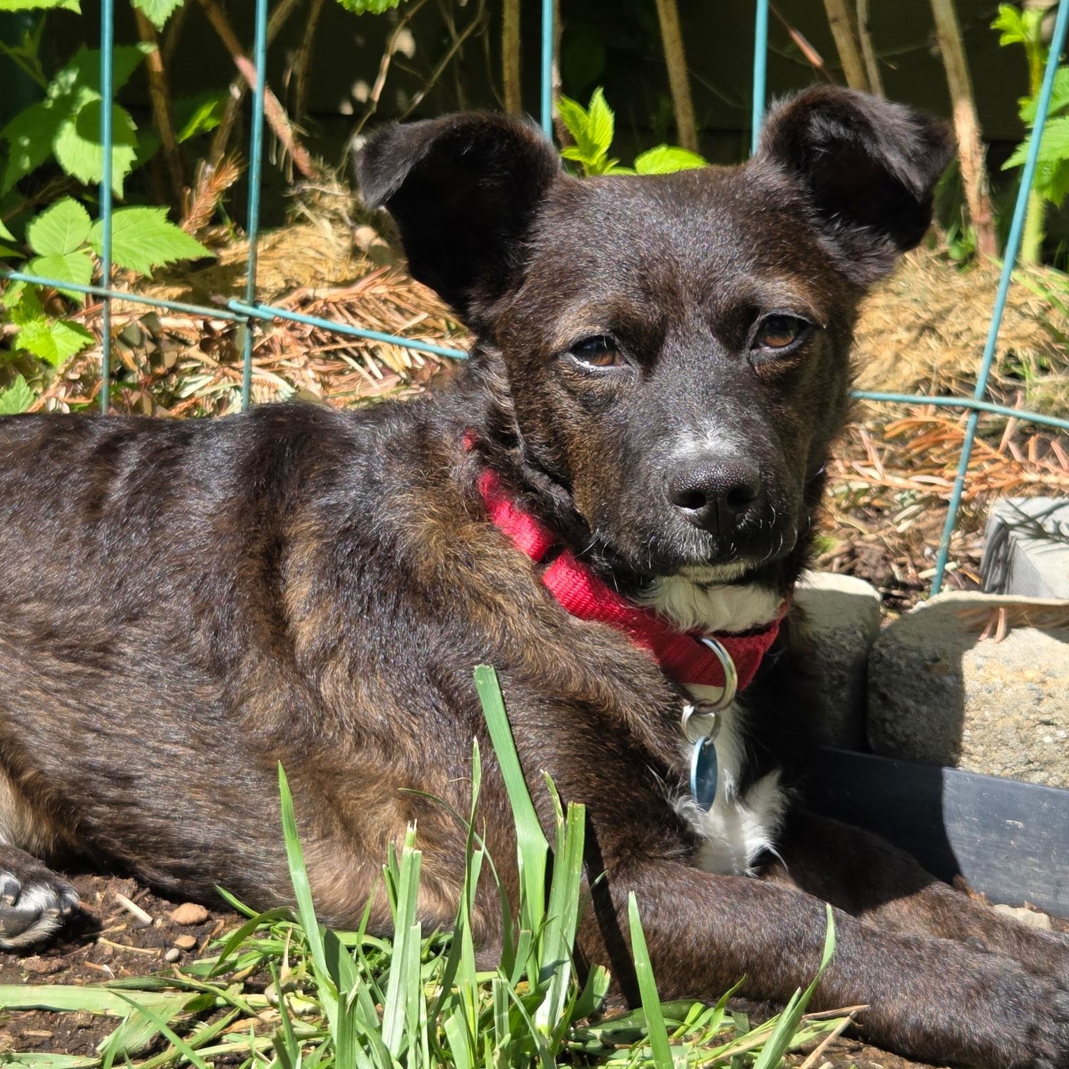 Enlarge Casey, a Adoptable Mixed Breed in Victoria, BC image 5/6