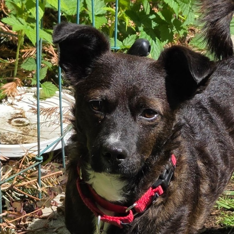 Enlarge Casey, a Adoptable Mixed Breed in Victoria, BC image 3/6