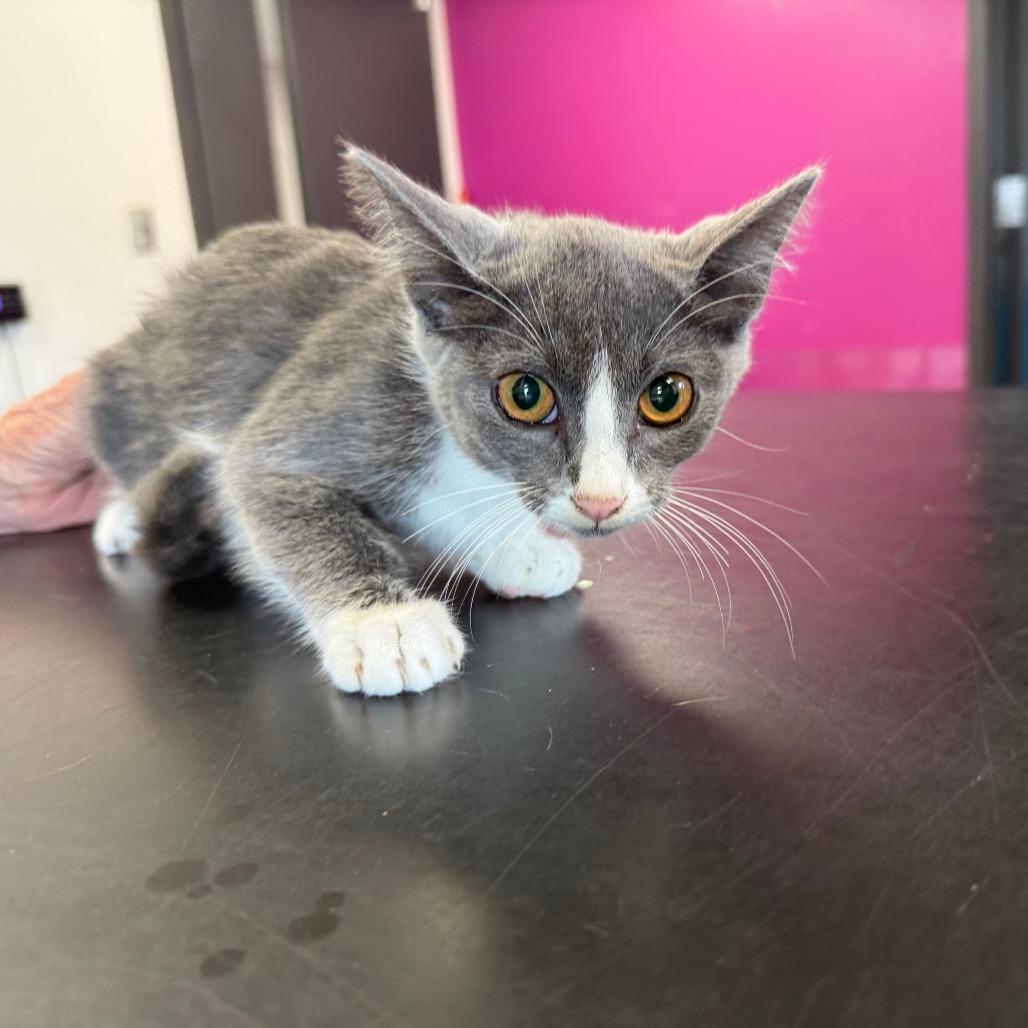 Lousia, Adoptable, Kitten Female Domestic Short Hair.