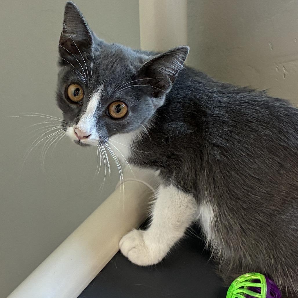Enlarge Lousia, a Adoptable Domestic Short Hair in Ponca City, OK image 2/3