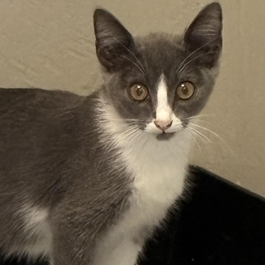 Enlarge Lousia, a Adoptable Domestic Short Hair in Ponca City, OK image 3/3