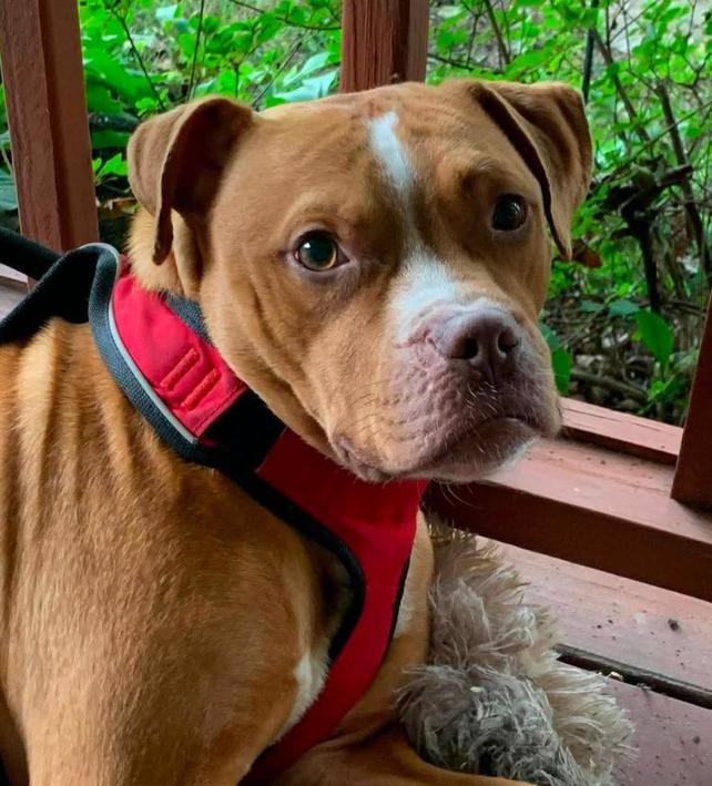 Albert (4 Years Old), Adopted, Adult Male Pit Bull Terrier.