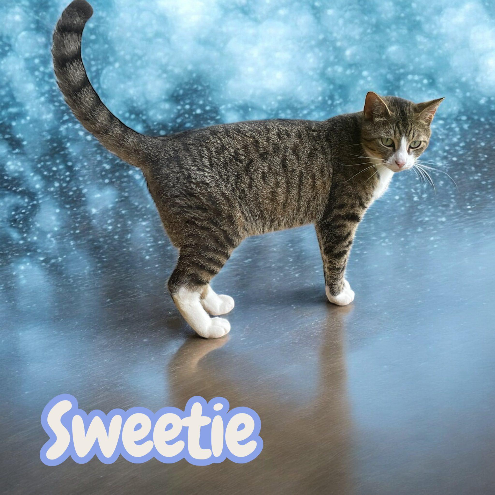 Sweetie, Adoptable, Young Male Domestic Short Hair.