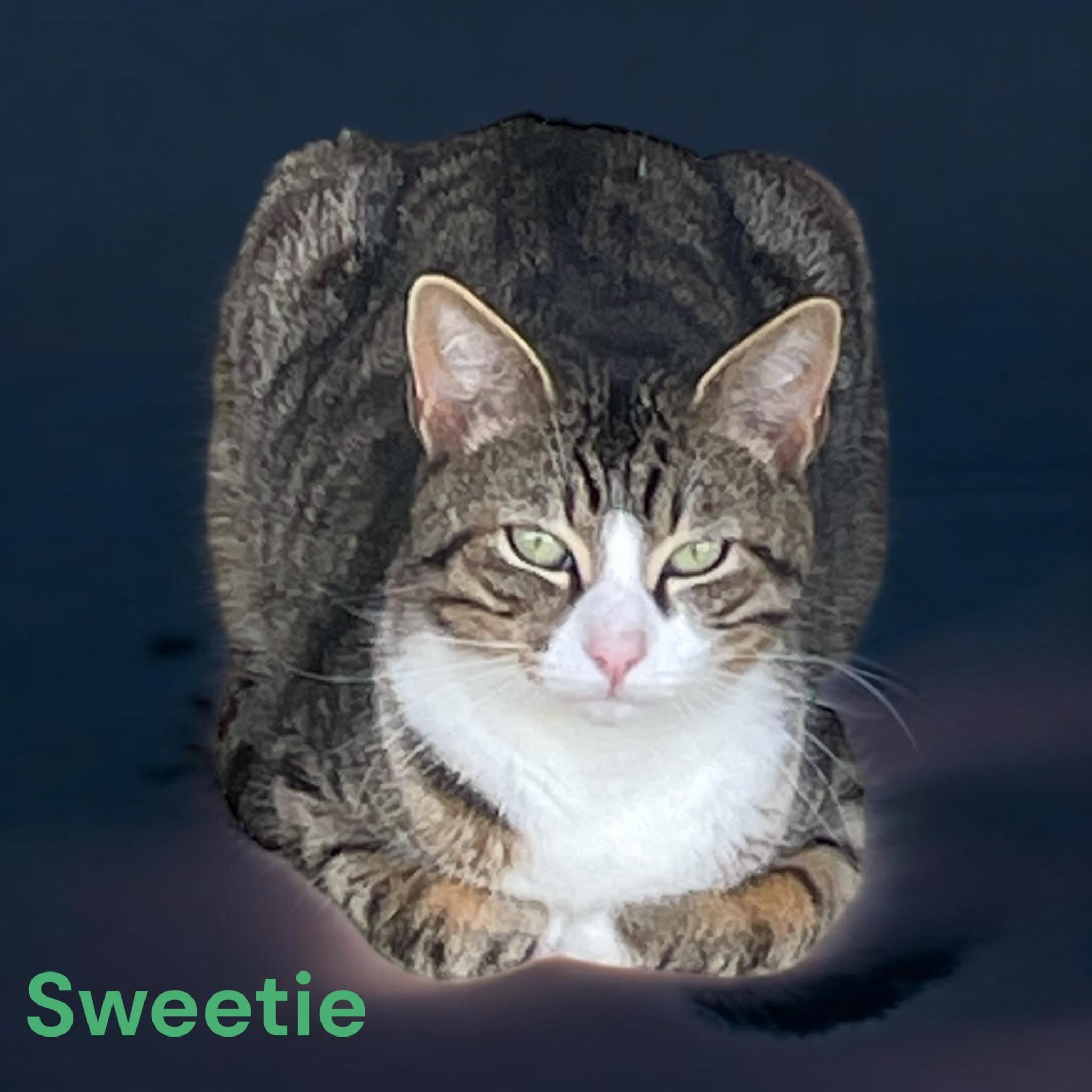 Sweetie, a Adoptable Domestic Short Hair in Milford, CT image 2/3