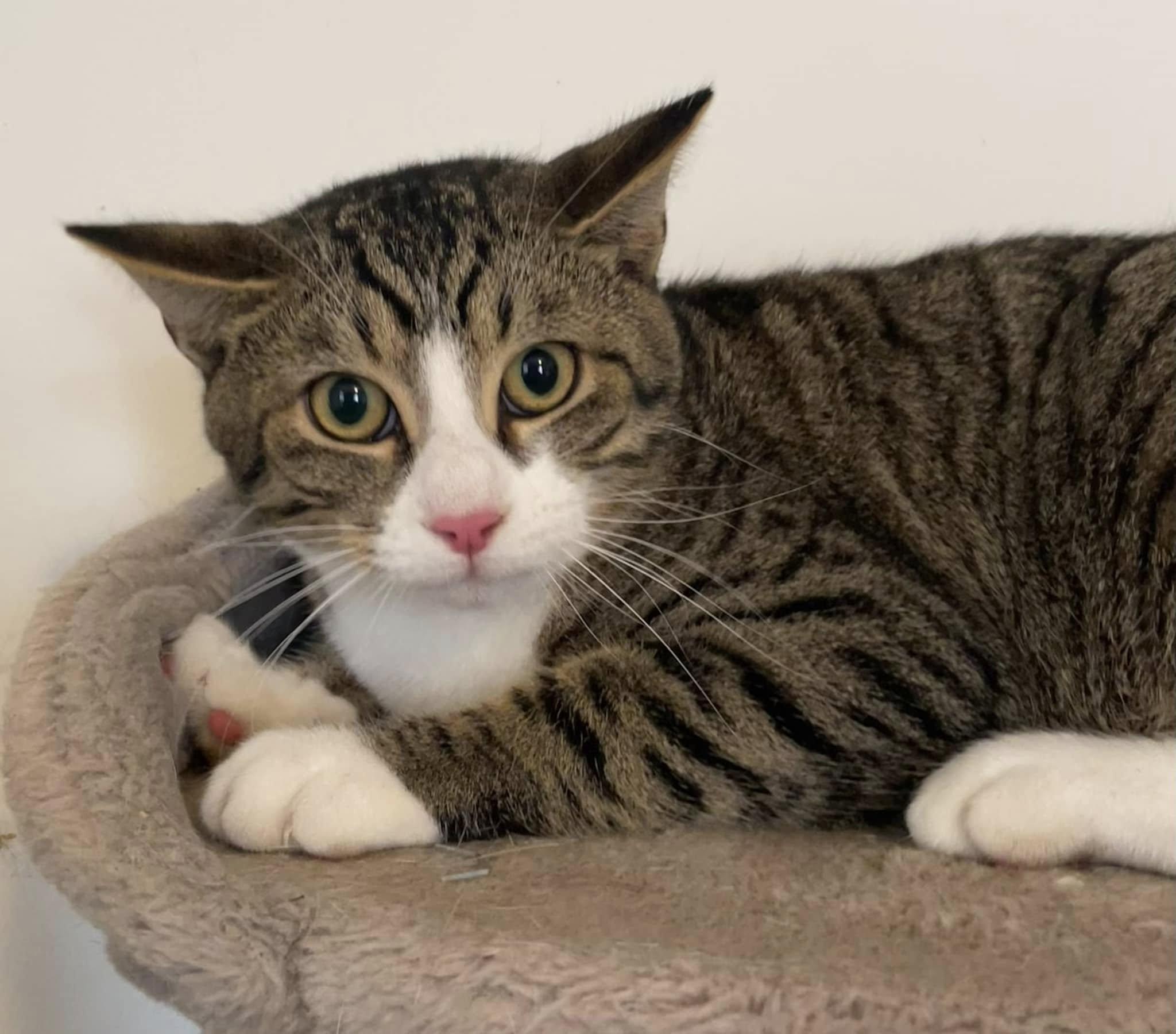 Sweetie - CT, Young Male Domestic Short Hair