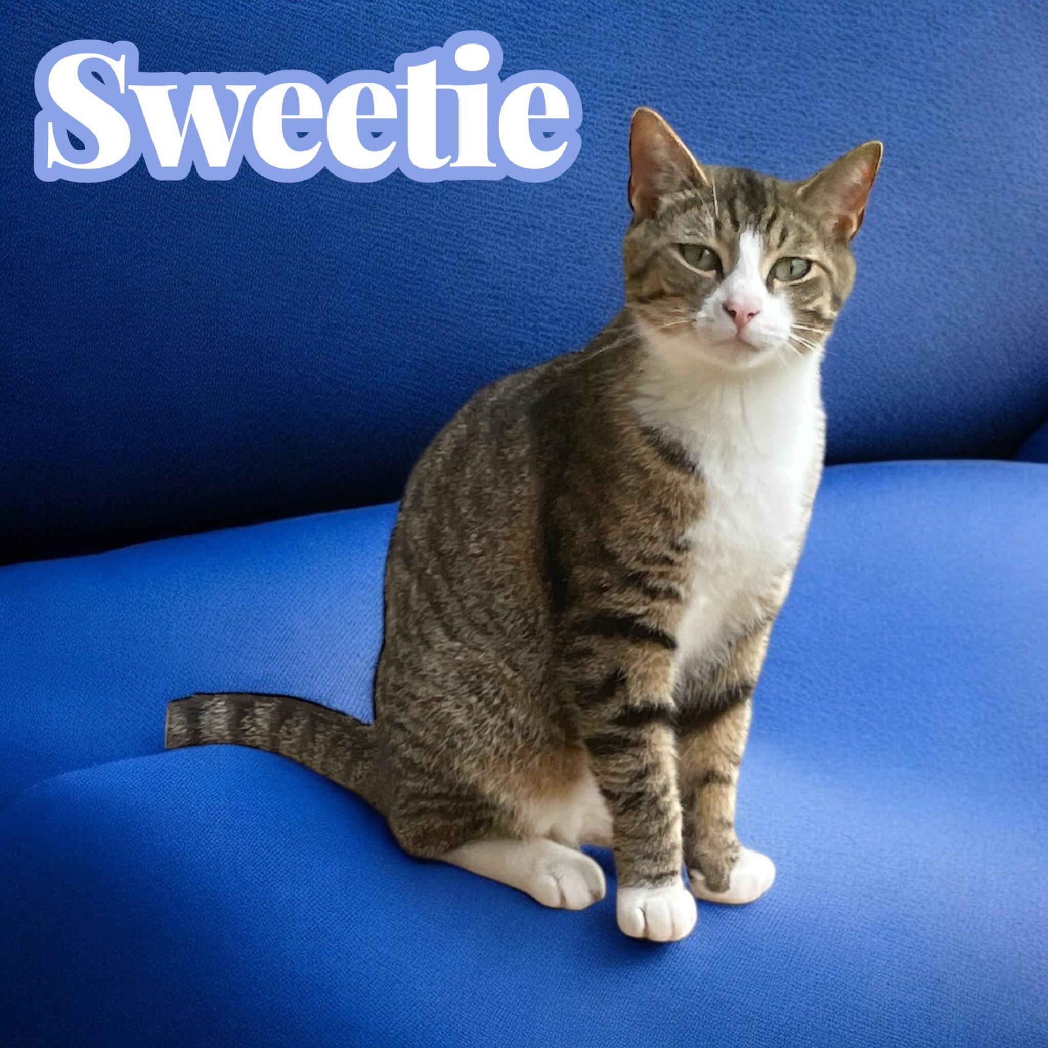 Sweetie, a Adoptable Domestic Short Hair in Milford, CT image 3/3