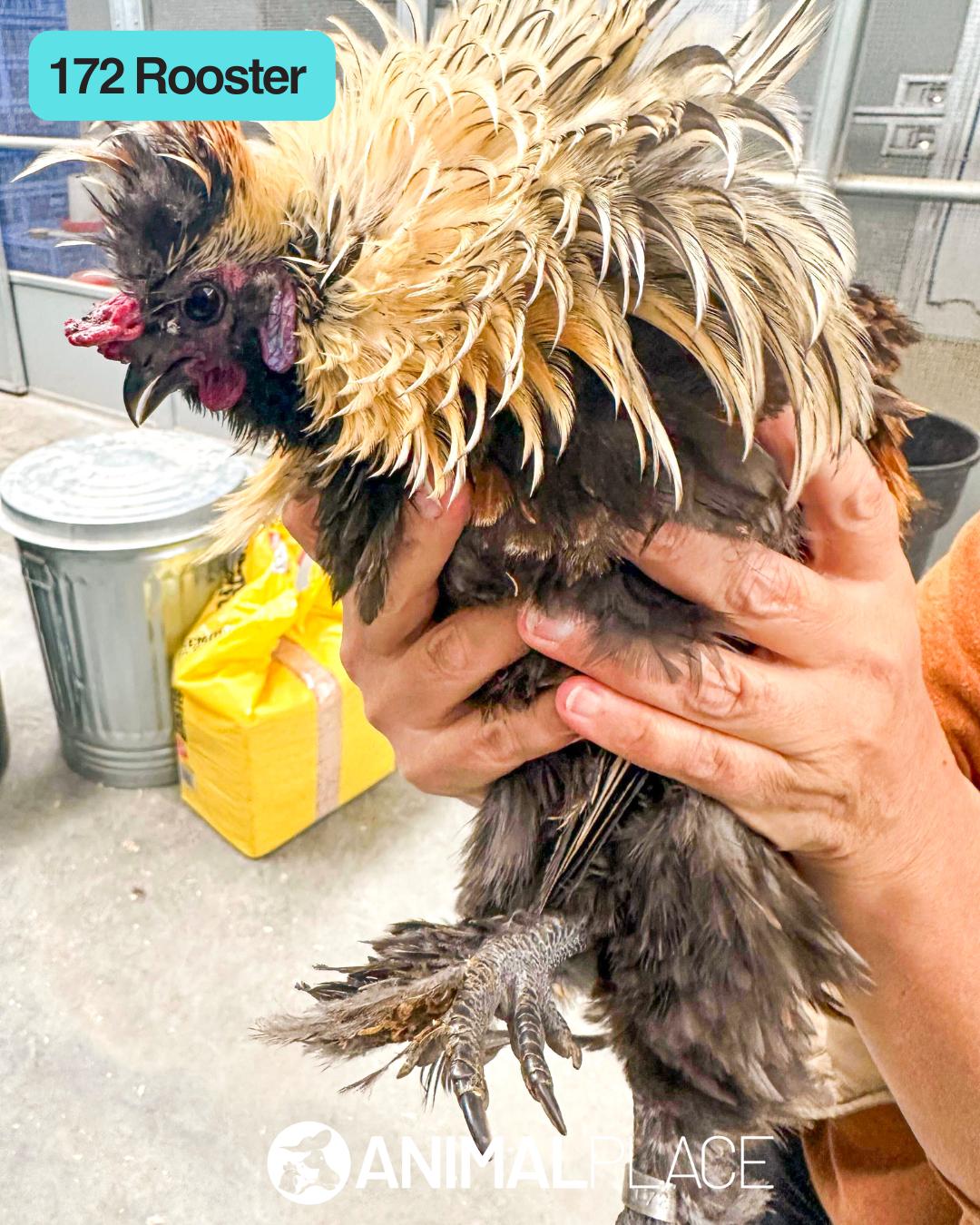 Orca, Adoptable, Adult Male Chicken.