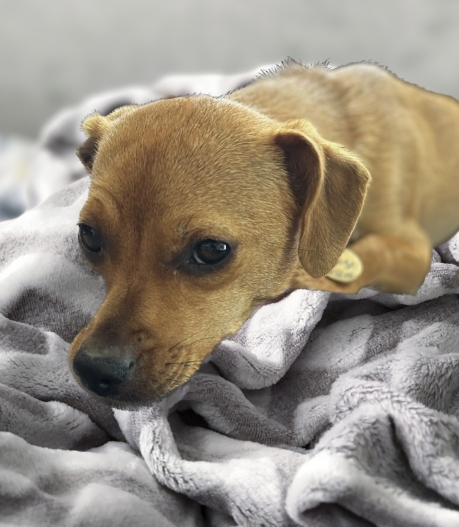 Rose, Adoptable, Adult Female Chihuahua & Chiweenie.