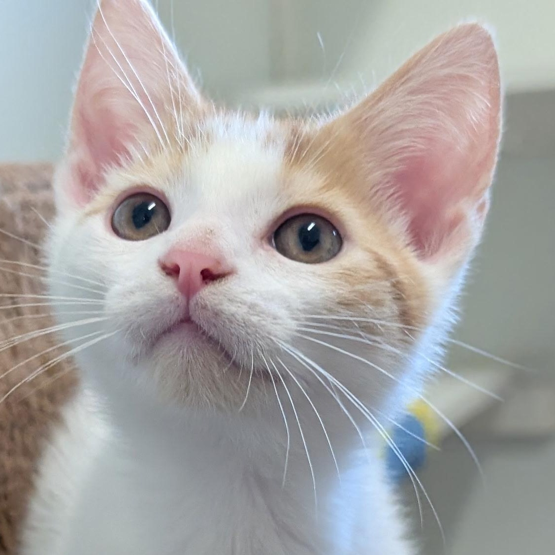 Ginger, Baby Male Domestic Short Hair