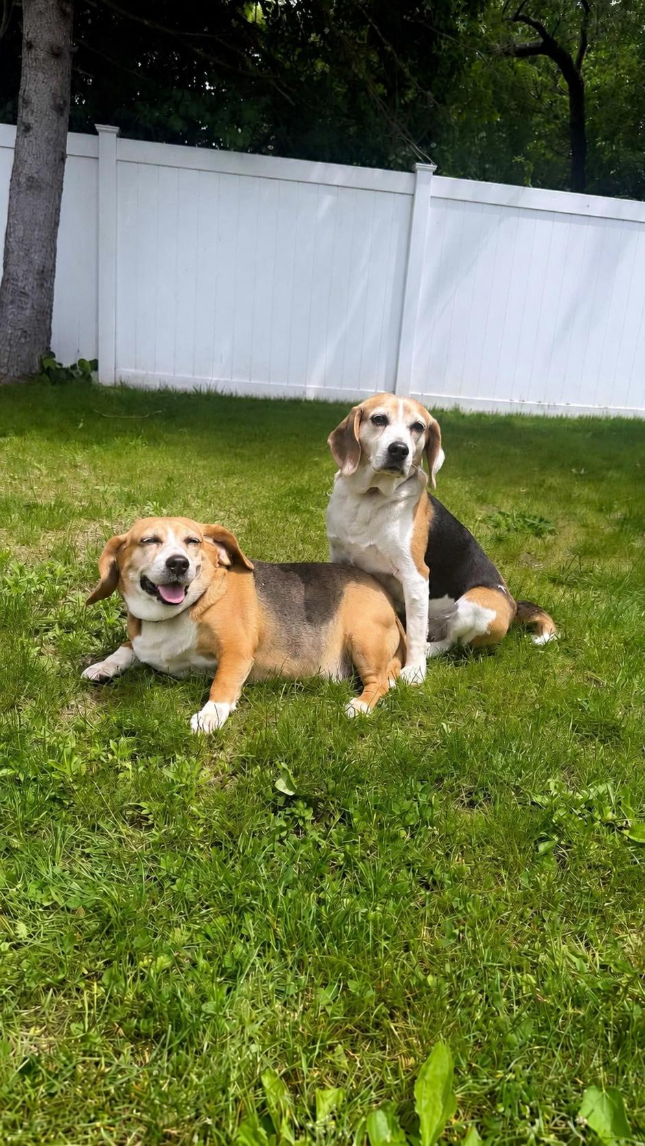 Amy & Jilly, ADOPTABLE, Adult Female Beagle.