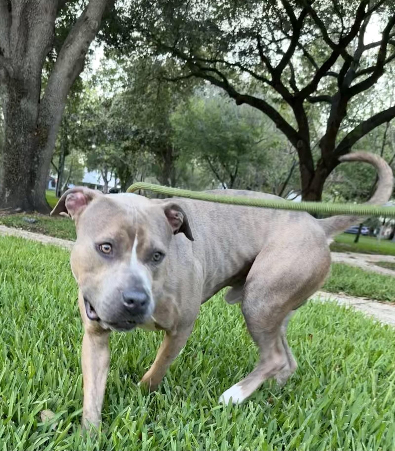 Ralph - TRAINING CAMP, Adoptable, Adult Male American Bulldog.