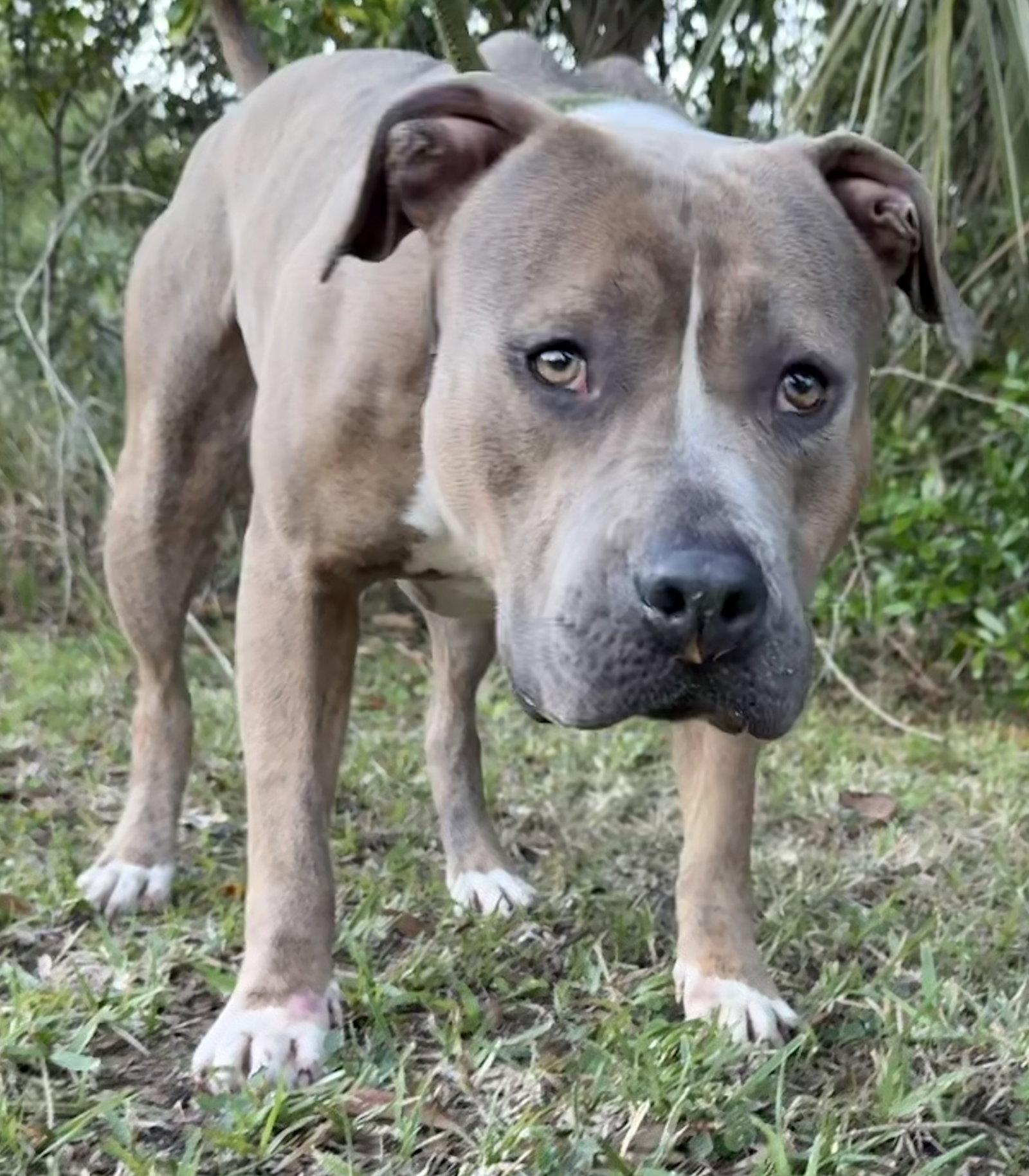 Enlarge Ralph - TRAINING CAMP, a Adoptable American Bulldog in Sanford, FL image 3/3