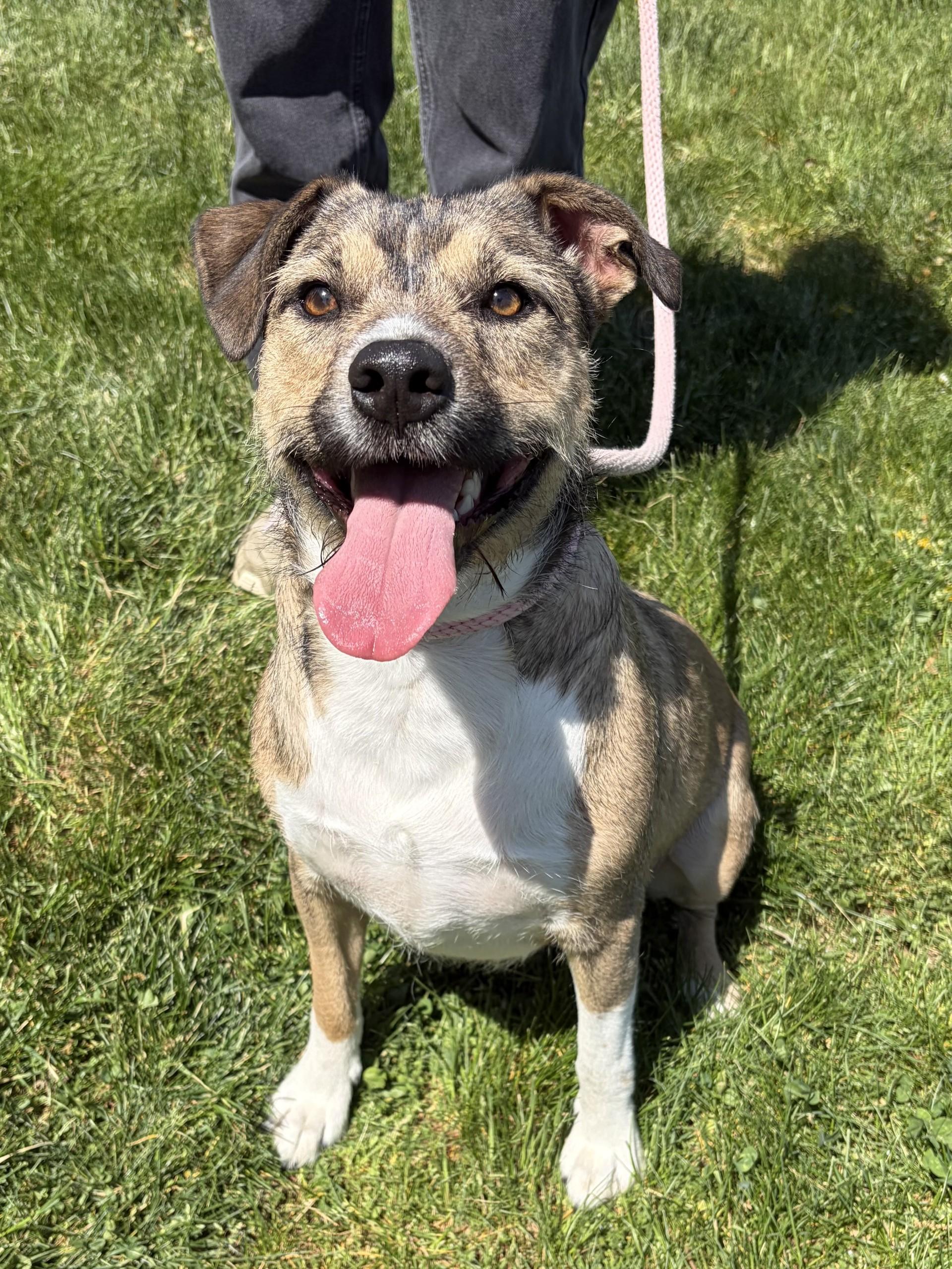 Enlarge Bubba, a ADOPTABLE mixed breed in Winchester, VA image 2/5