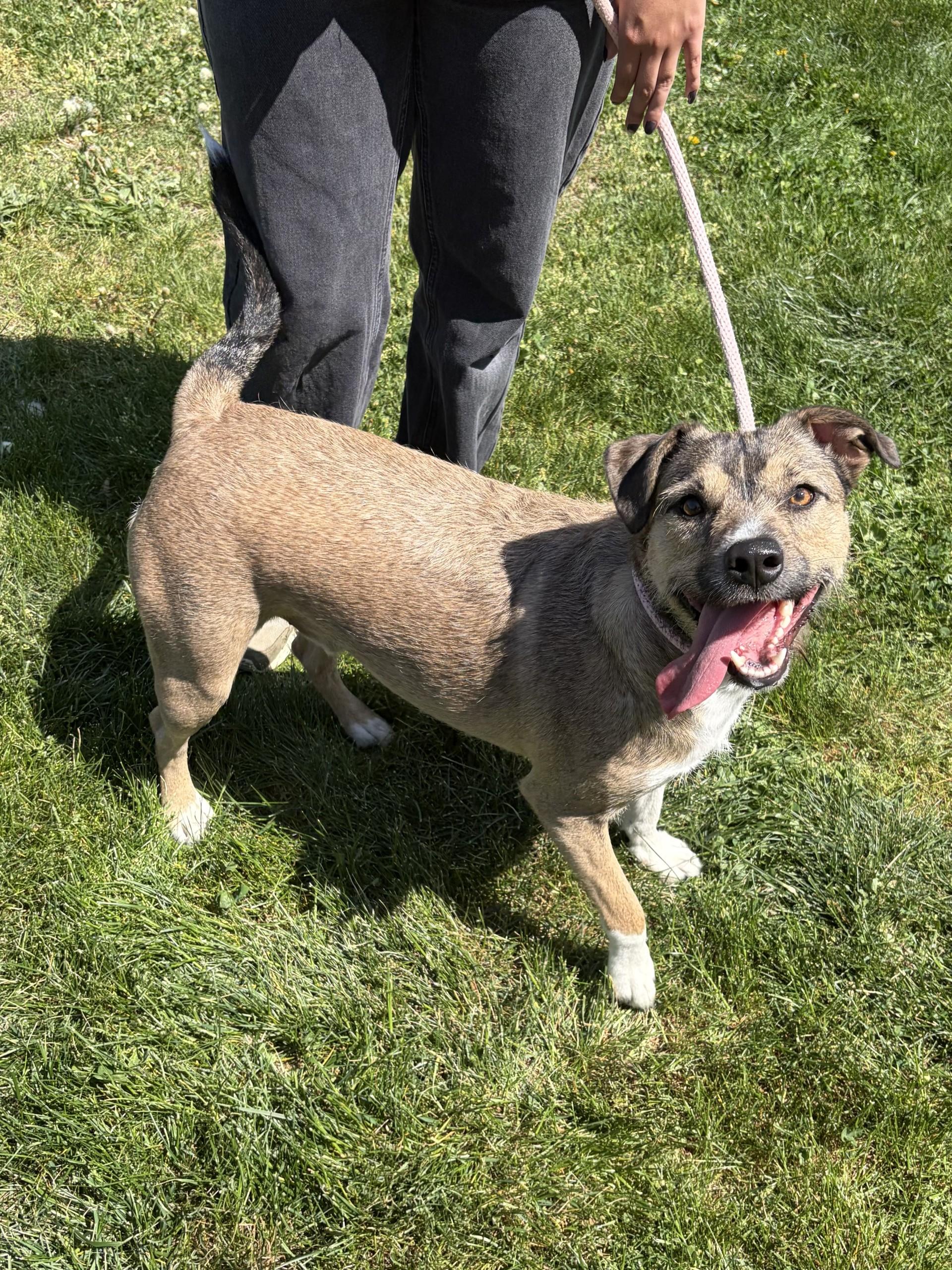 Enlarge Bubba, a ADOPTABLE mixed breed in Winchester, VA image 3/5