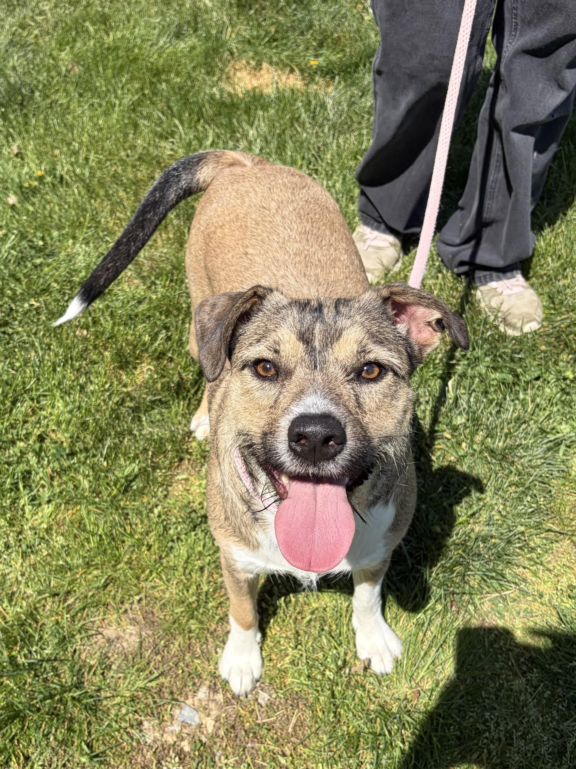 Enlarge Bubba, a ADOPTABLE mixed breed in Winchester, VA image 4/5