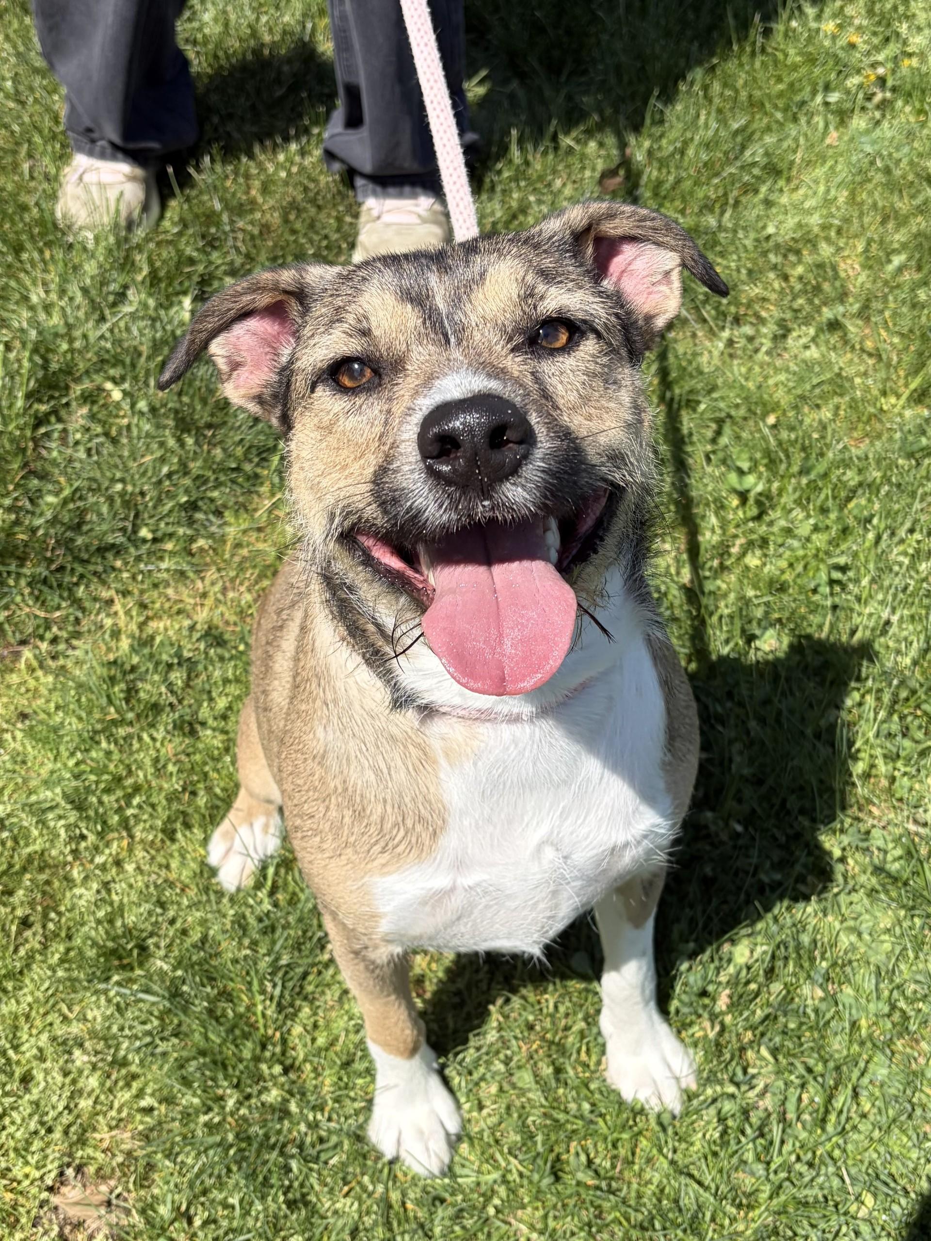 Bubba, ADOPTABLE, Adult Male Pit Bull Terrier & Terrier.