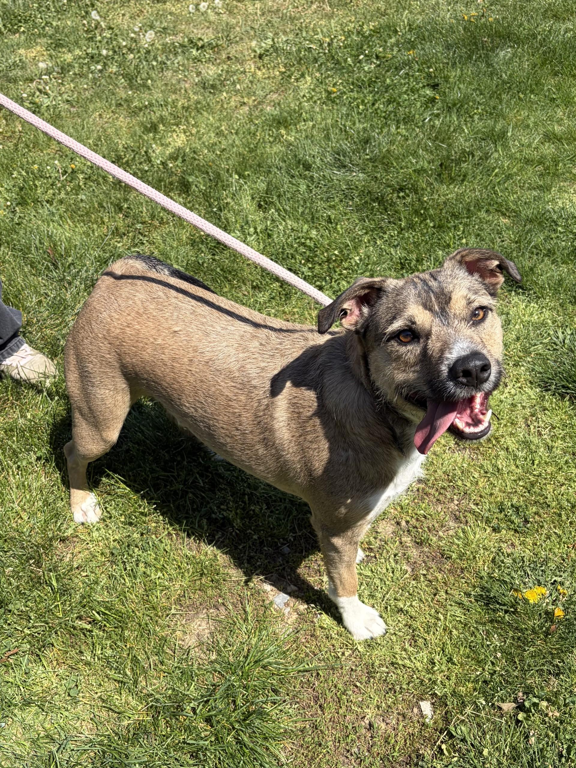 Enlarge Bubba, a ADOPTABLE mixed breed in Winchester, VA image 5/5