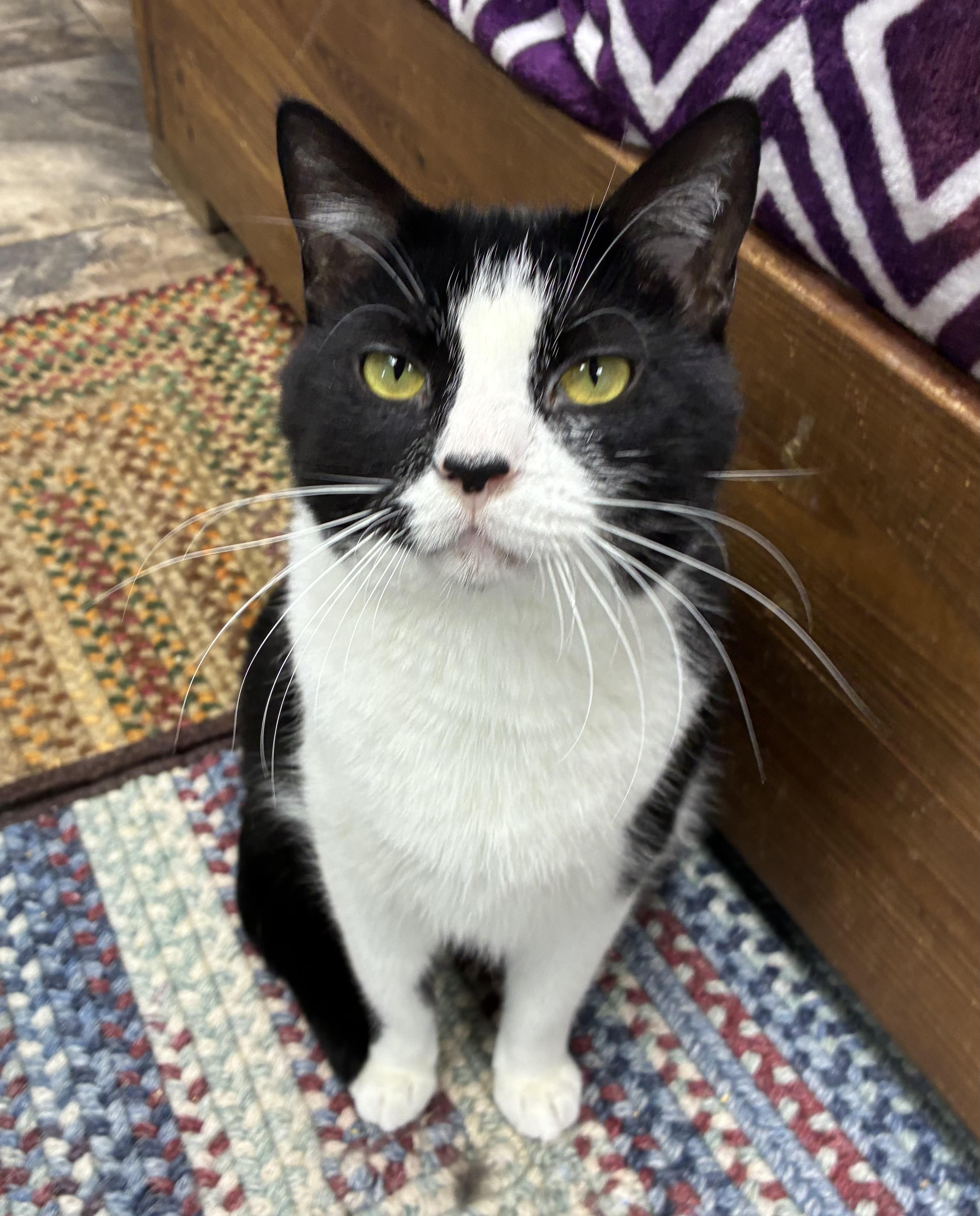 Snoopy, a ADOPTABLE Domestic Short Hair in Breinigsville, PA image 1/2
