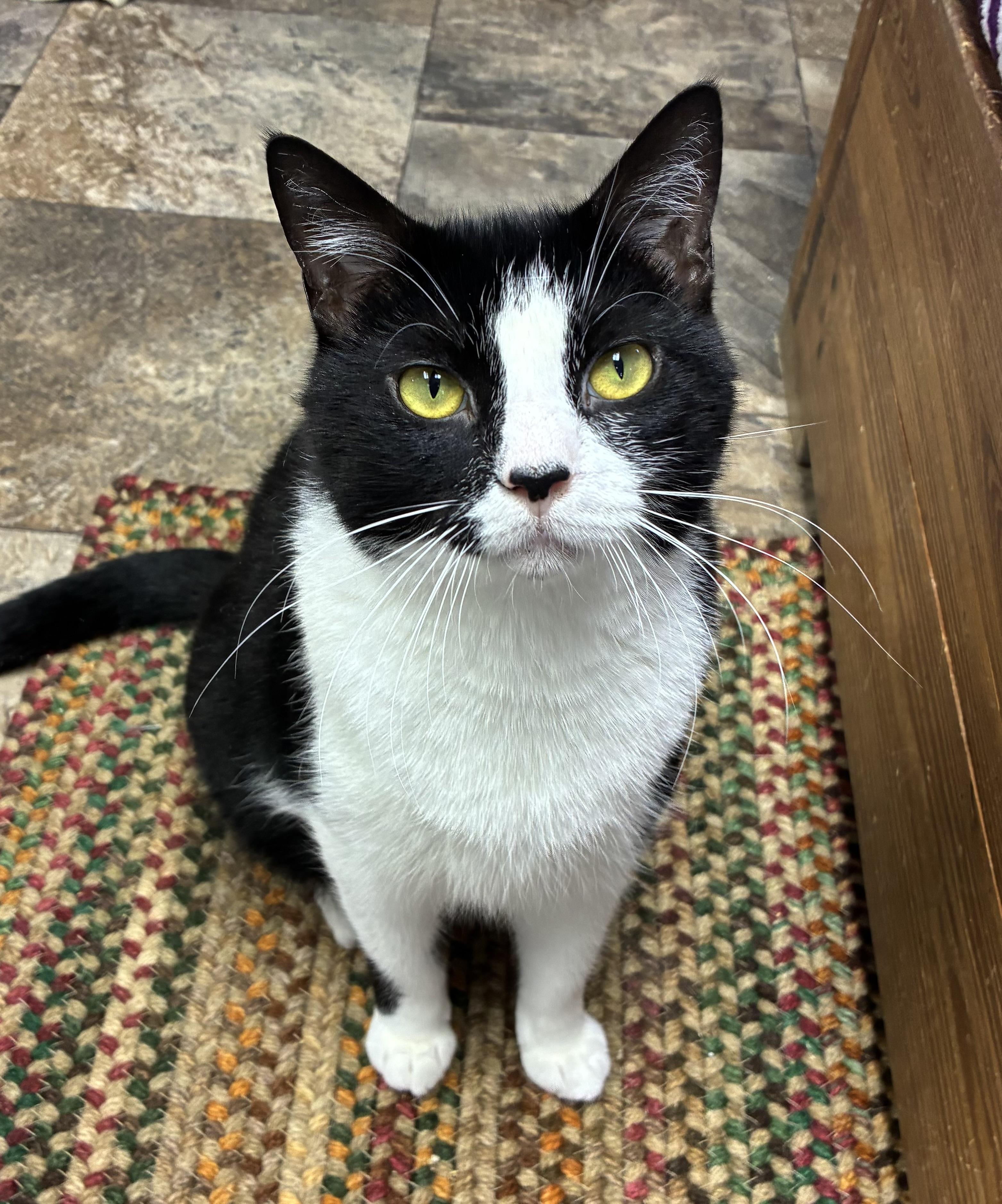 Snoopy, a ADOPTABLE Domestic Short Hair in Breinigsville, PA image 2/2