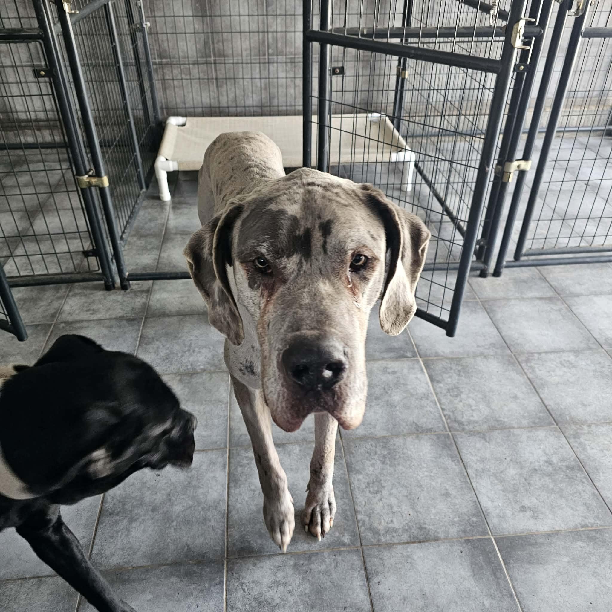 Enlarge Ice, a ADOPTABLE Great Dane in Bethlehem, CT image 3/5