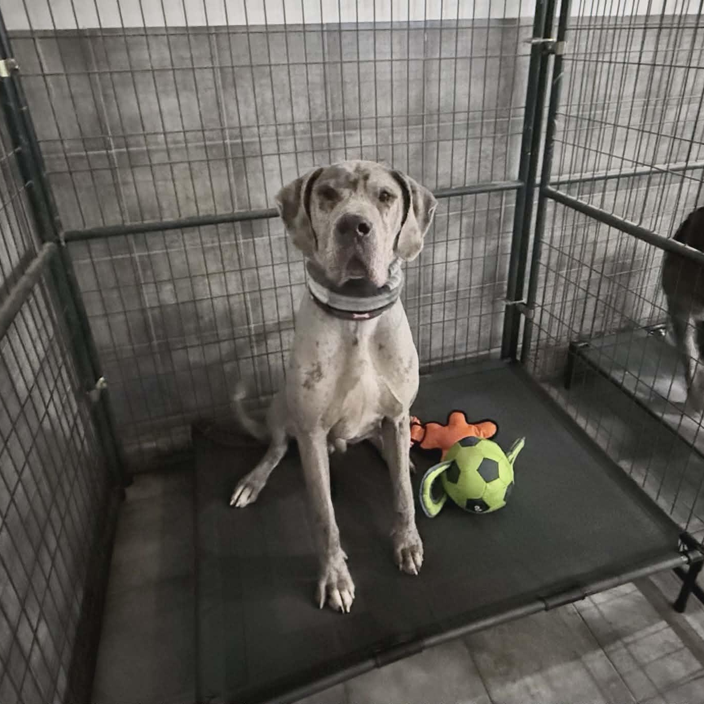 Enlarge Ice, a ADOPTABLE Great Dane in Bethlehem, CT image 5/5