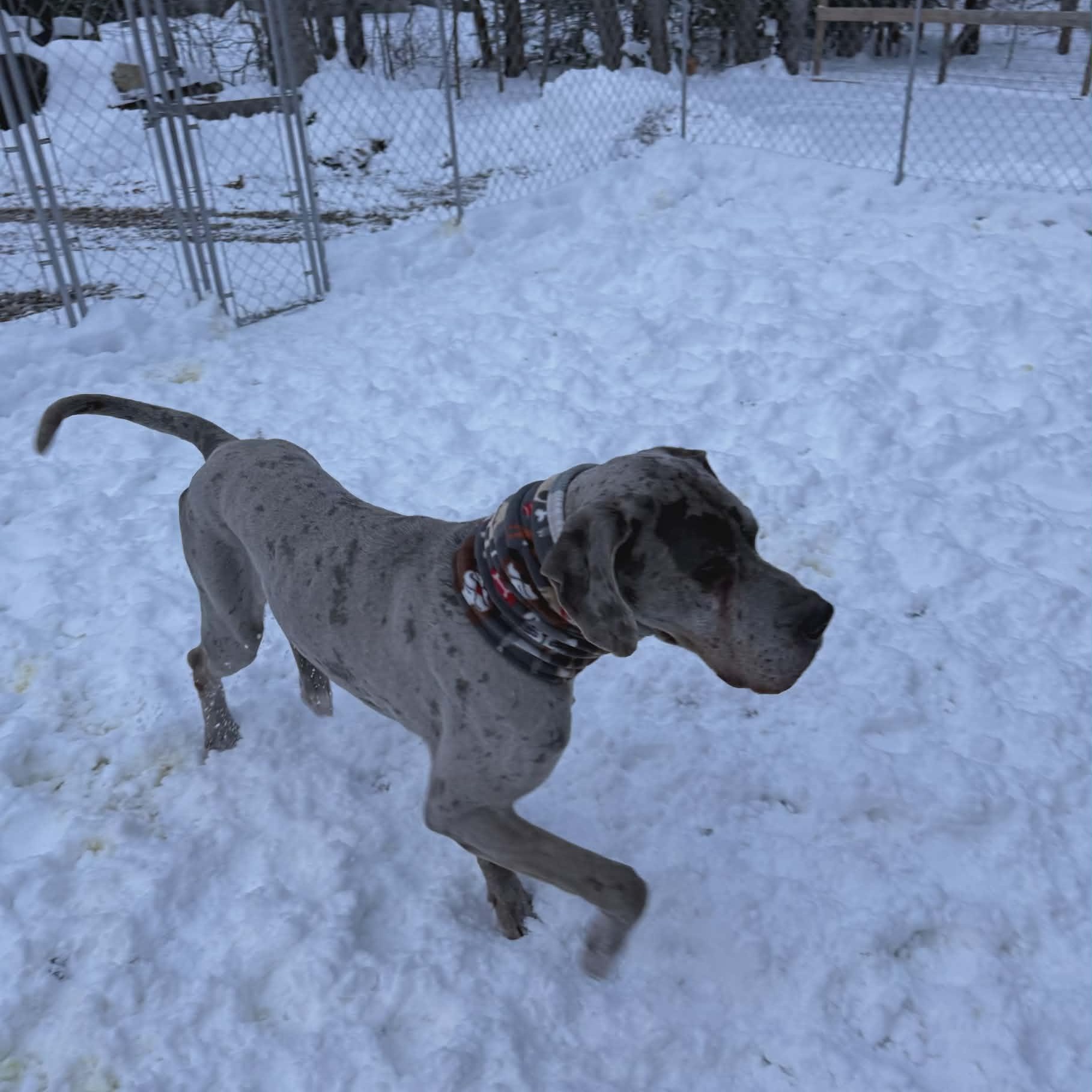 Enlarge Ice, a ADOPTABLE Great Dane in Bethlehem, CT image 4/5