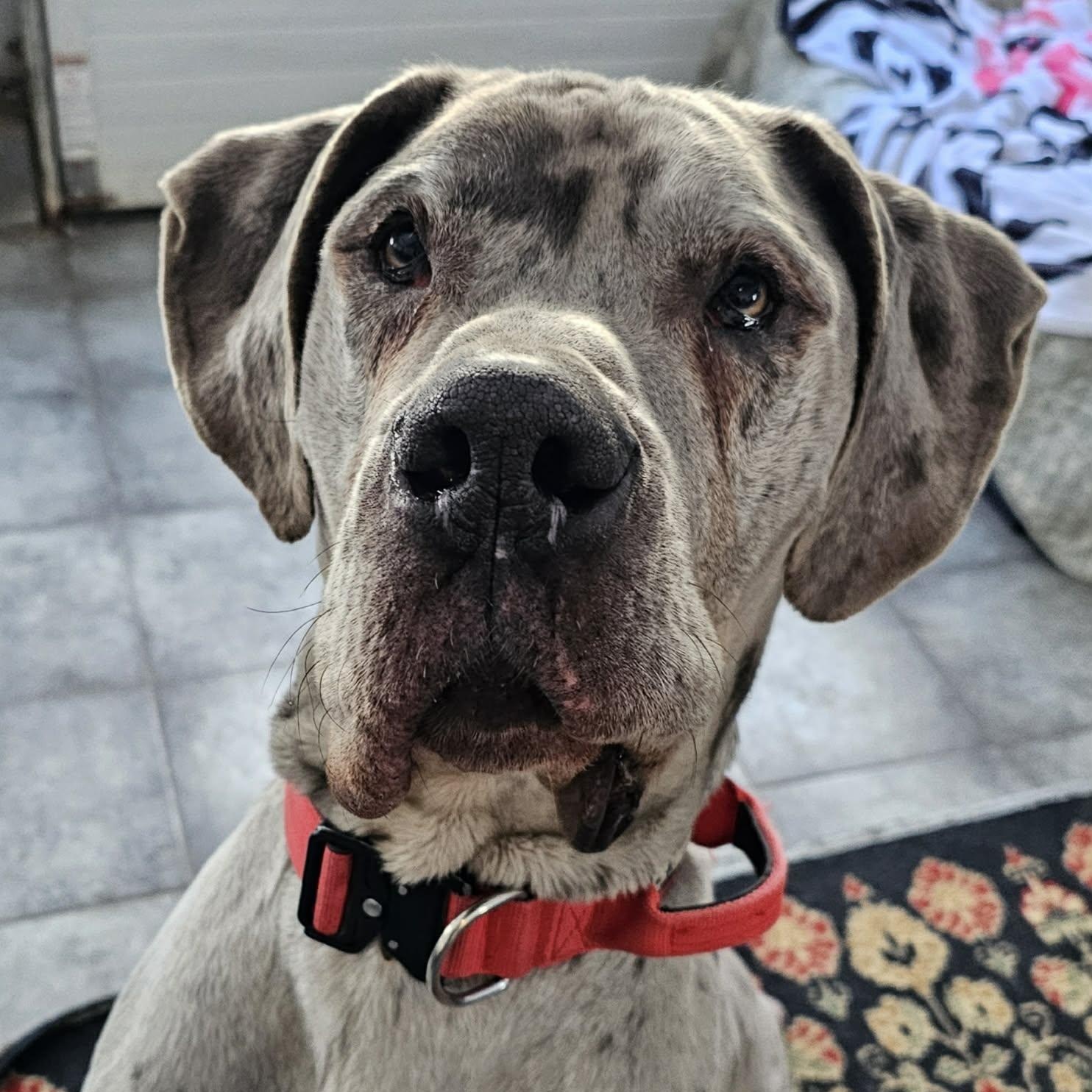 Enlarge Ice, a ADOPTABLE Great Dane in Bethlehem, CT image 1/5