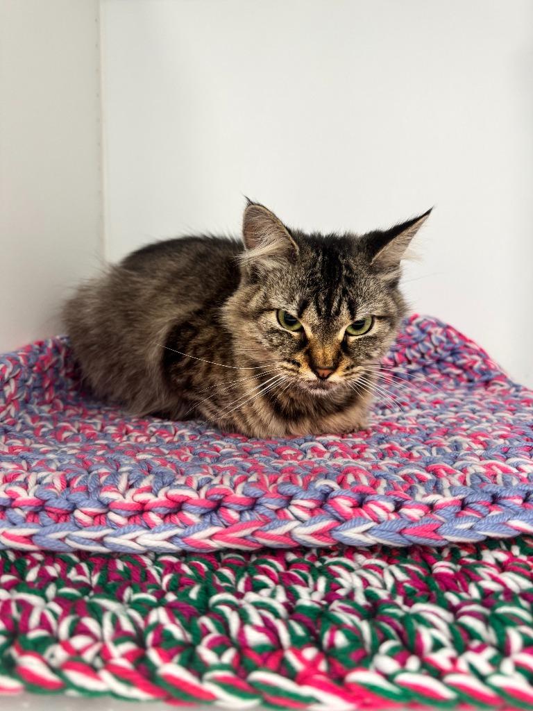 Enlarge Lily, a Adoptable mixed breed in Lunenburg, VT image 1/2