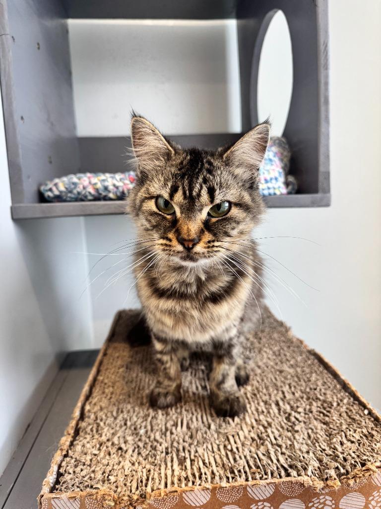 Enlarge Lily, a Adoptable mixed breed in Lunenburg, VT image 2/2