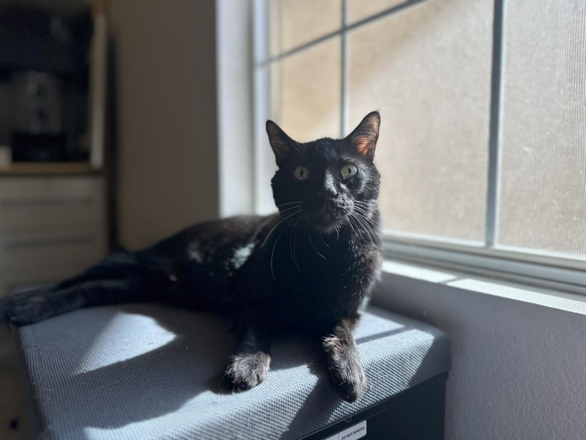 Professor Fuzzbottom, Adoptable, Senior Male Domestic Short Hair.