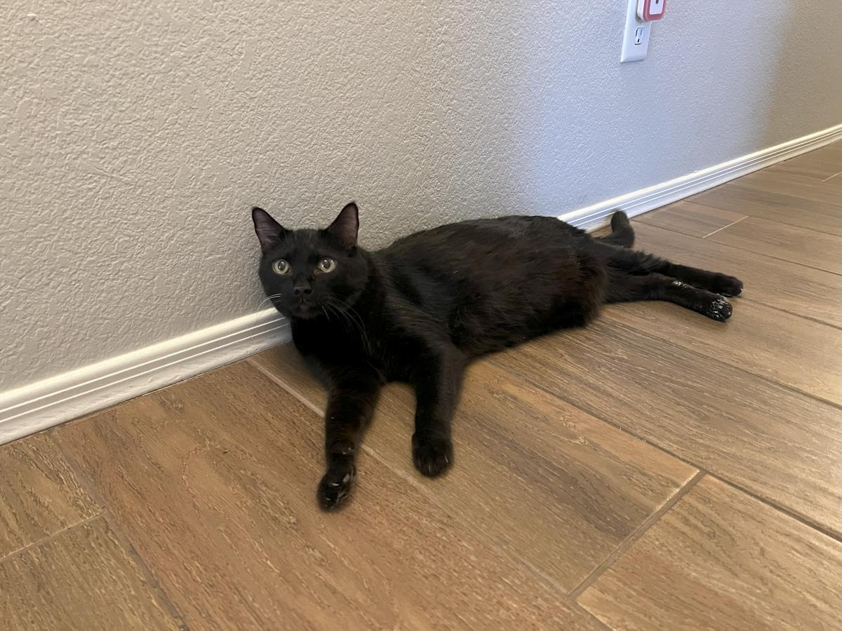 Professor Fuzzbottom, a Adoptable Domestic Short Hair in Chandler, AZ image 2/2