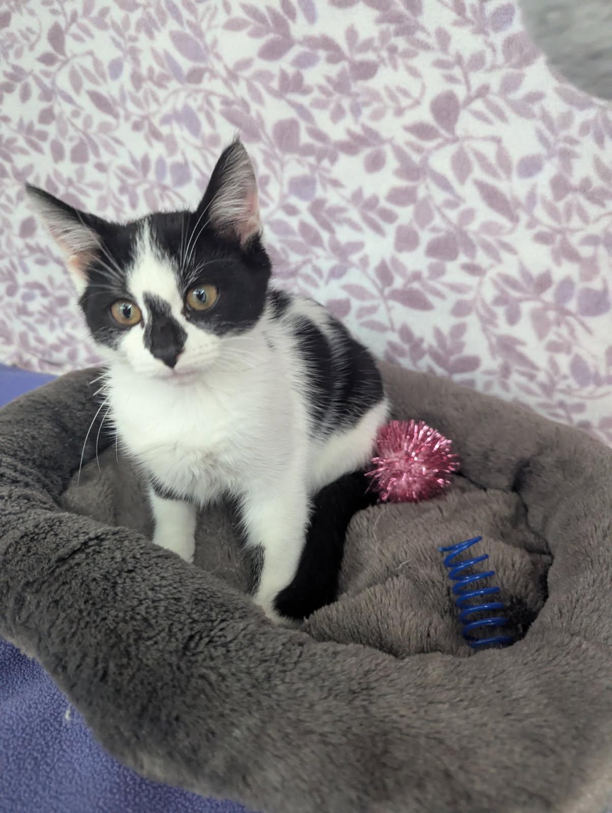 Comet, Adoptable, Kitten Female American Shorthair.