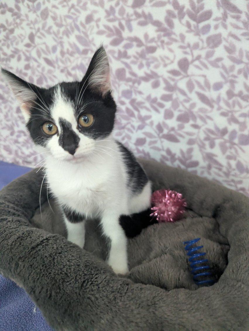Enlarge Comet, a Adoptable American Shorthair in Standish, MI image 2/6