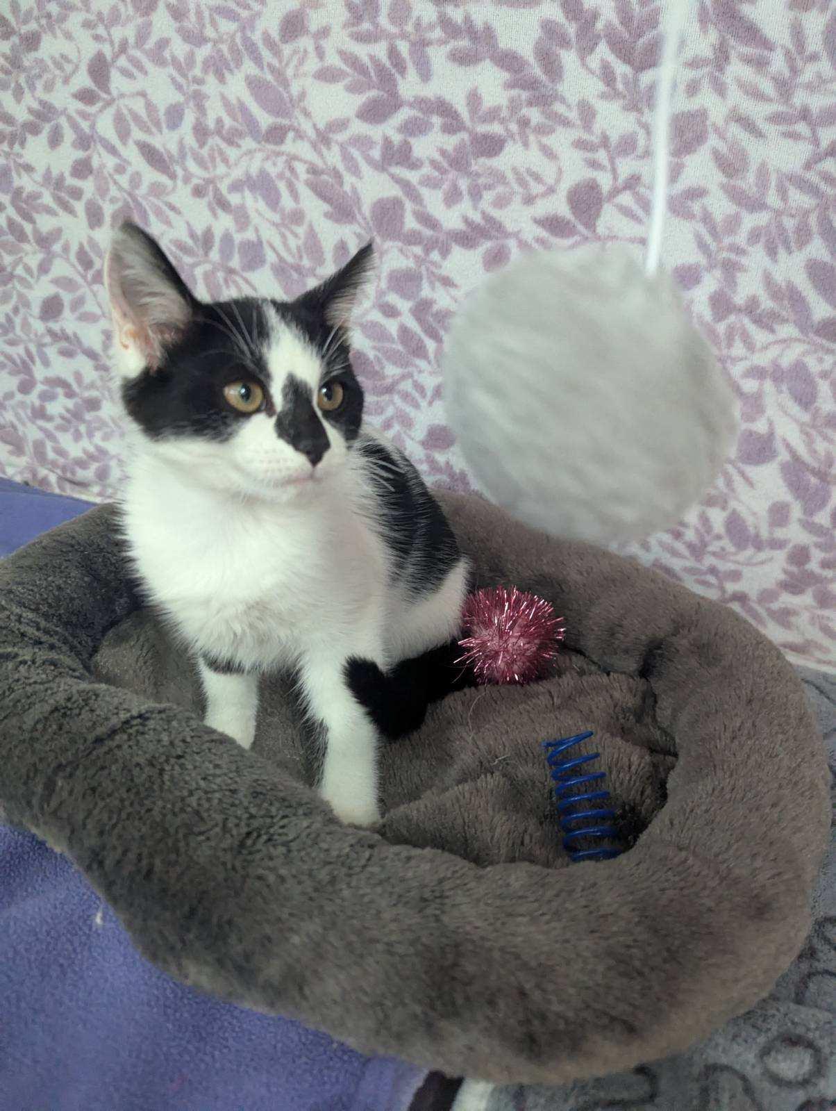 Enlarge Comet, a Adoptable American Shorthair in Standish, MI image 3/6