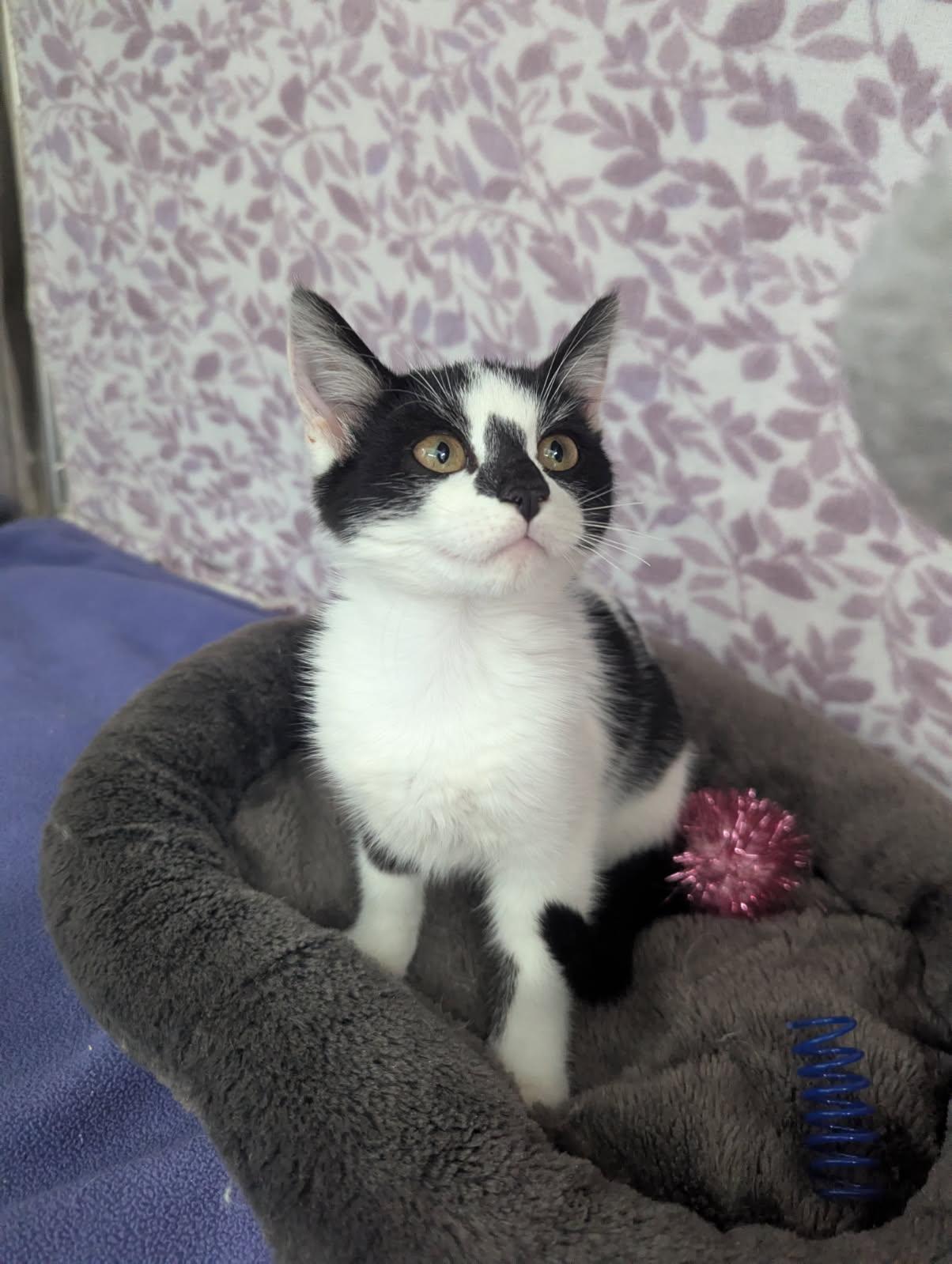 Enlarge Comet, a Adoptable American Shorthair in Standish, MI image 4/6