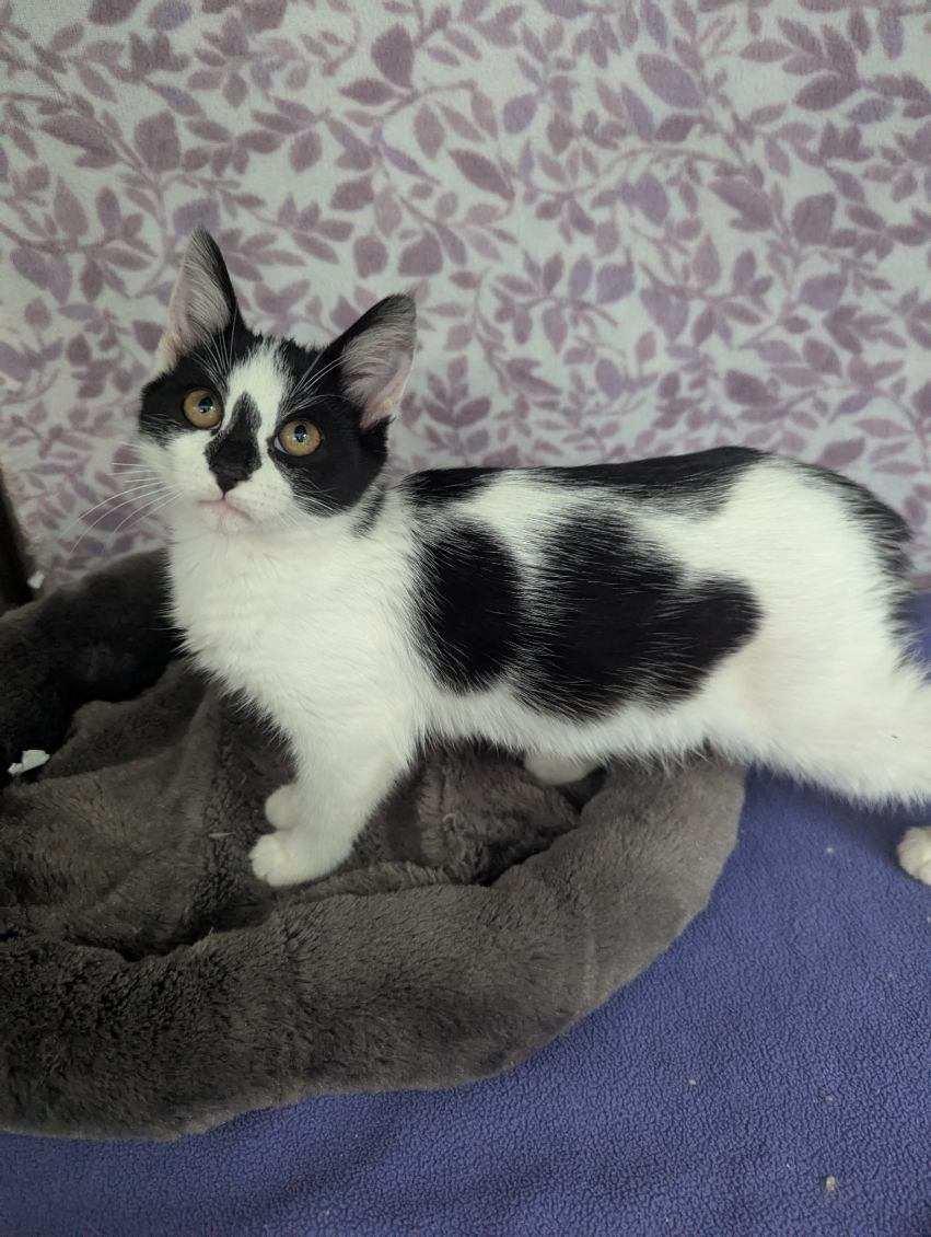 Enlarge Comet, a Adoptable American Shorthair in Standish, MI image 5/6