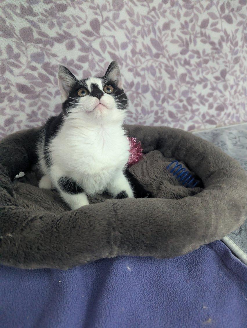 Enlarge Comet, a Adoptable American Shorthair in Standish, MI image 6/6