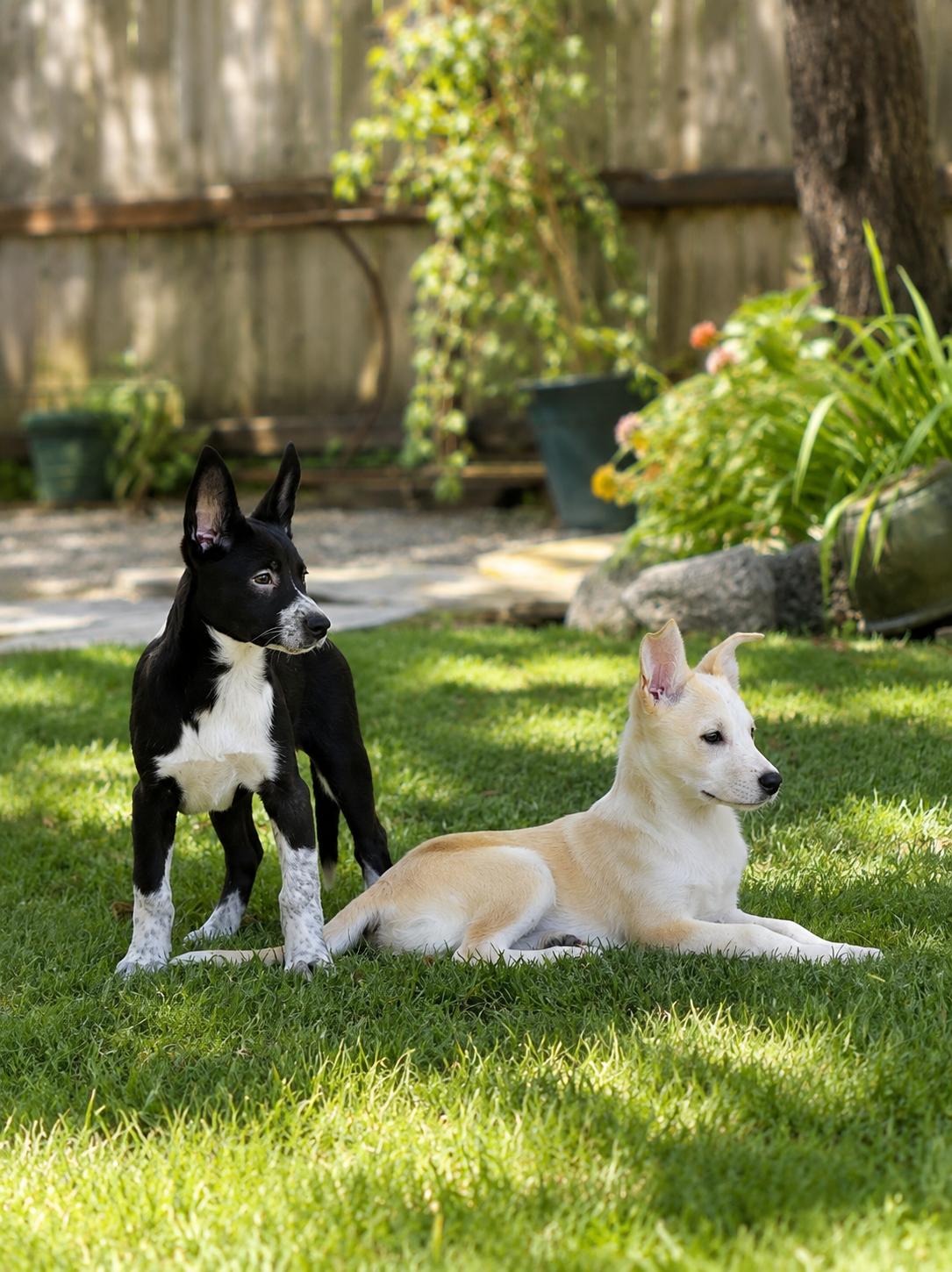 Enlarge Athena, a Adopted mixed breed in Santa Cruz, CA image 5/6