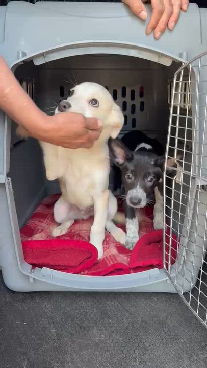 Enlarge Athena, a Adopted mixed breed in Santa Cruz, CA video 6/6