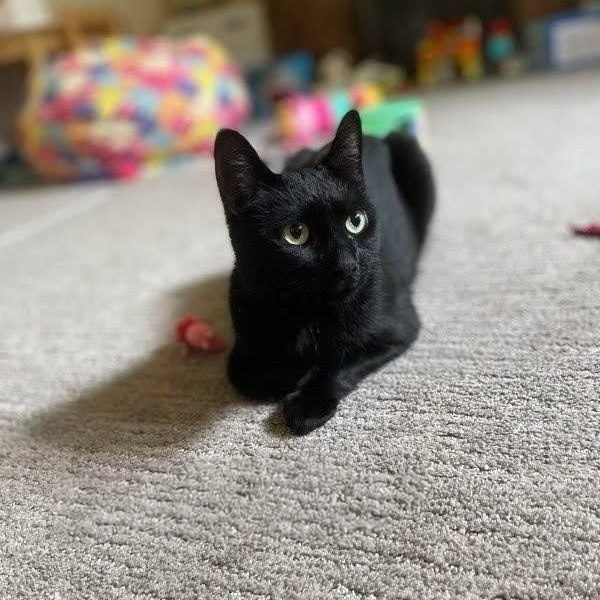 Enlarge Binx, a Adoptable Domestic Short Hair in Princeton, NJ image 2/6