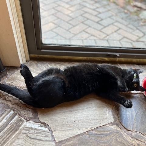 Enlarge Binx, a Adoptable Domestic Short Hair in Princeton, NJ image 4/6